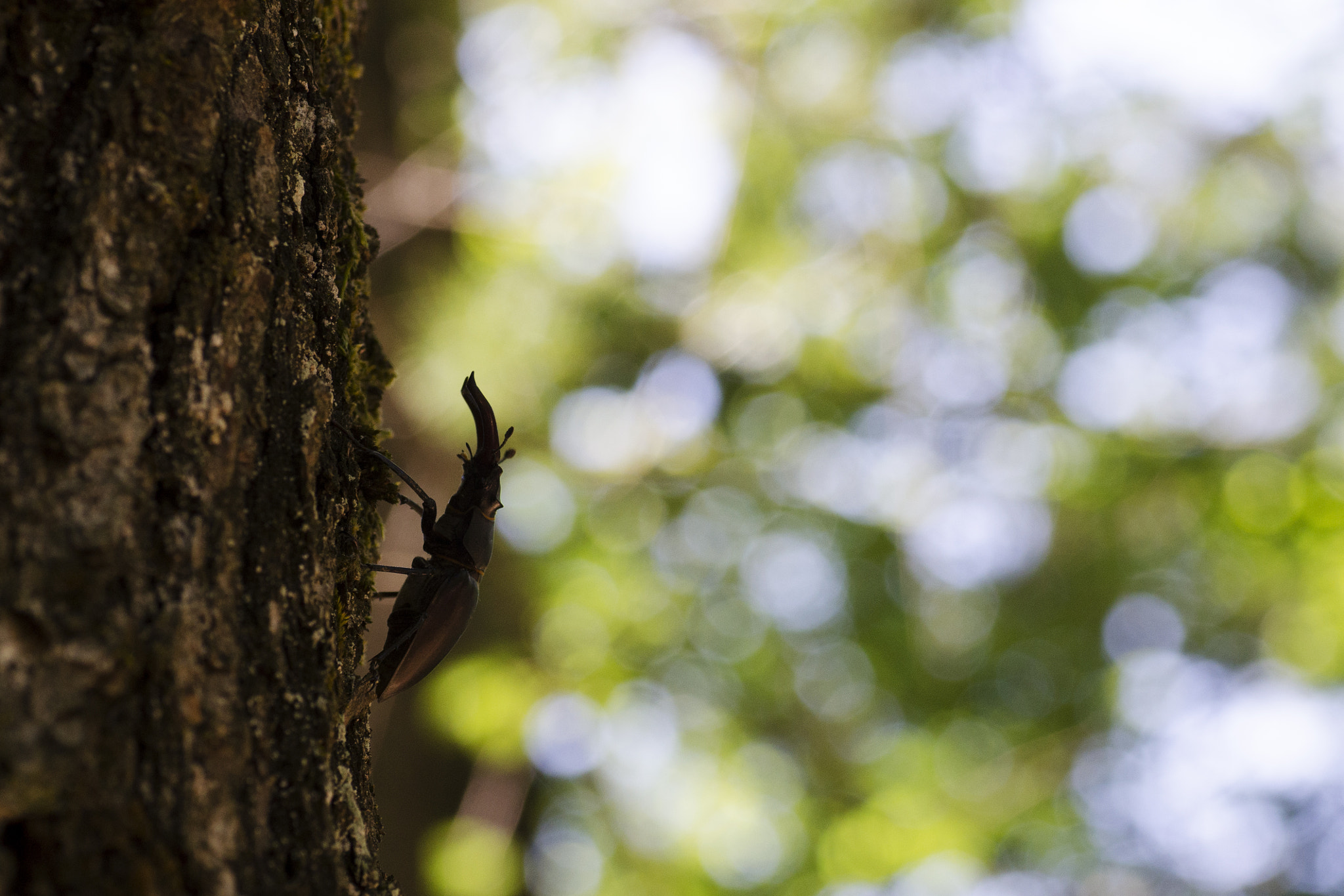 Nikon D7000 + Tamron SP 90mm F2.8 Di VC USD 1:1 Macro sample photo. Cervo volante photography