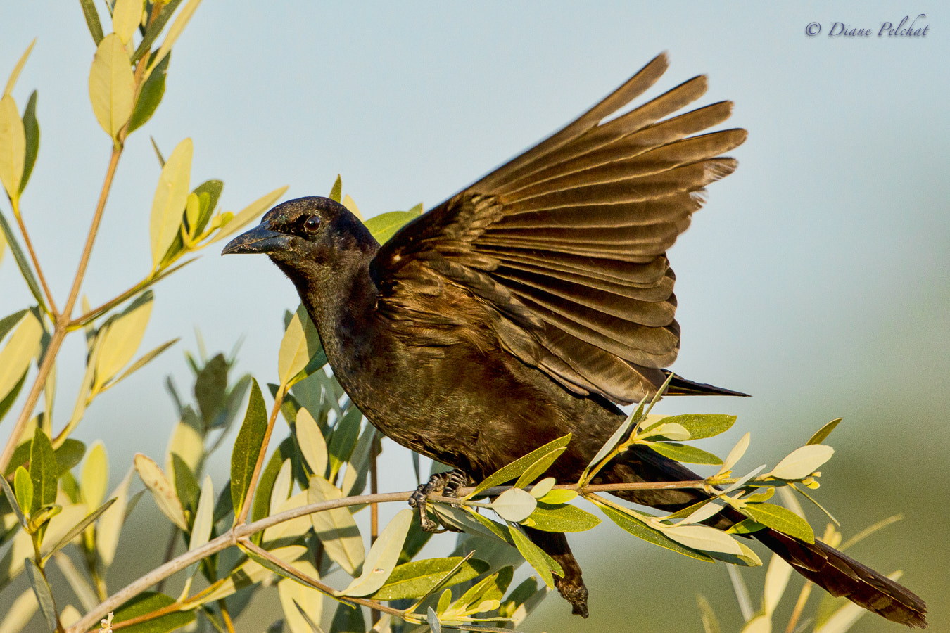 Canon EF 300mm F2.8L IS II USM sample photo. Boat-tailed grackle photography