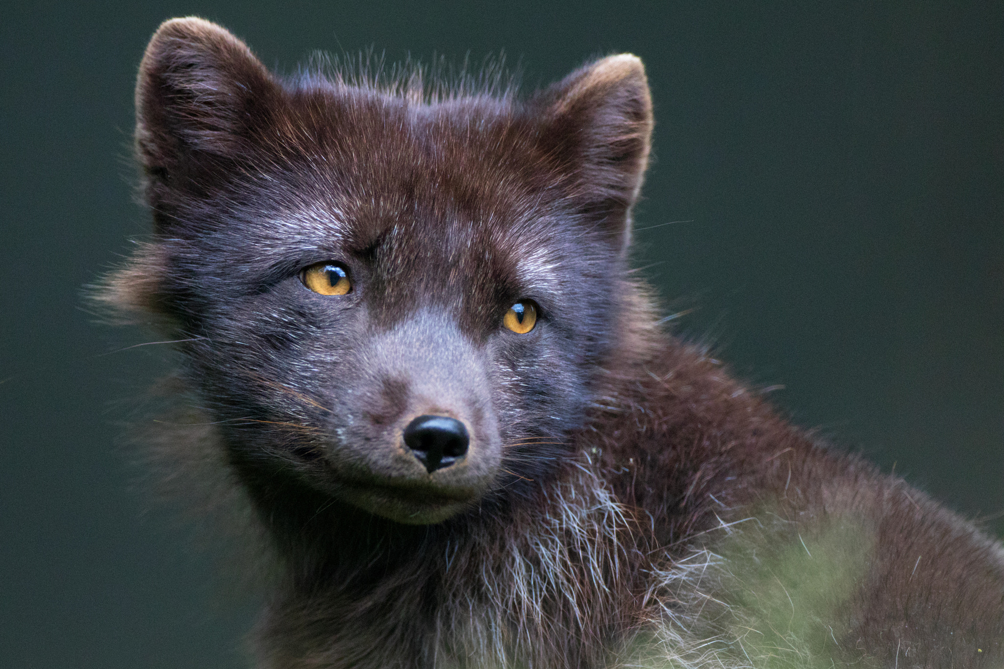 Canon EOS 80D + Canon EF 500mm F4L IS USM sample photo. Arctic fox portrait turned back photography