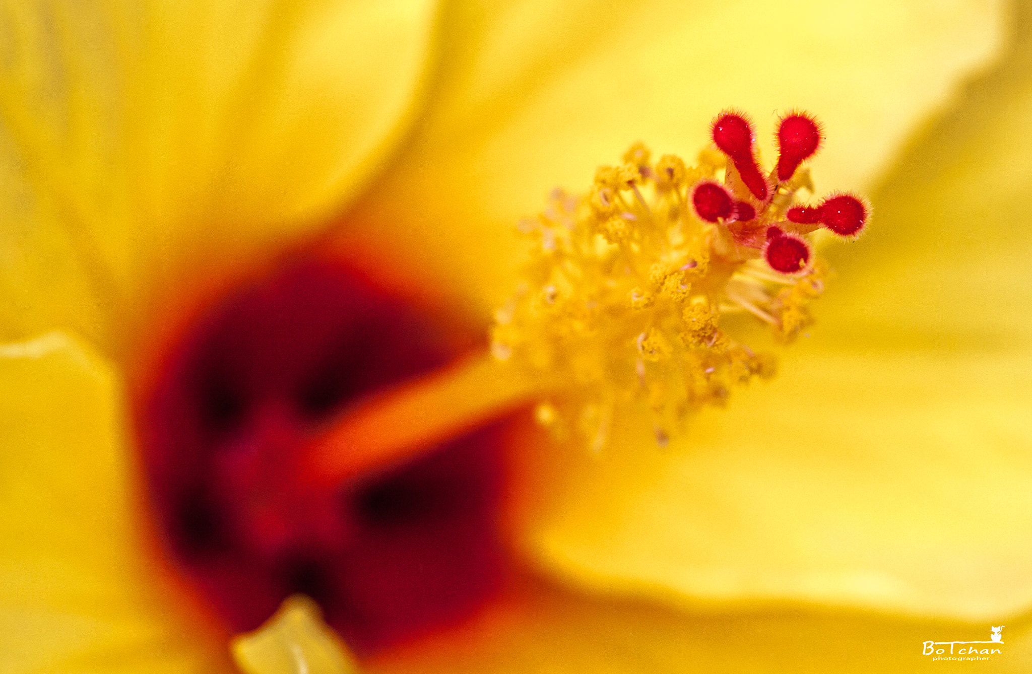 Canon EOS 50D + Canon EF 100mm F2.8L Macro IS USM sample photo. Hibiscus photography