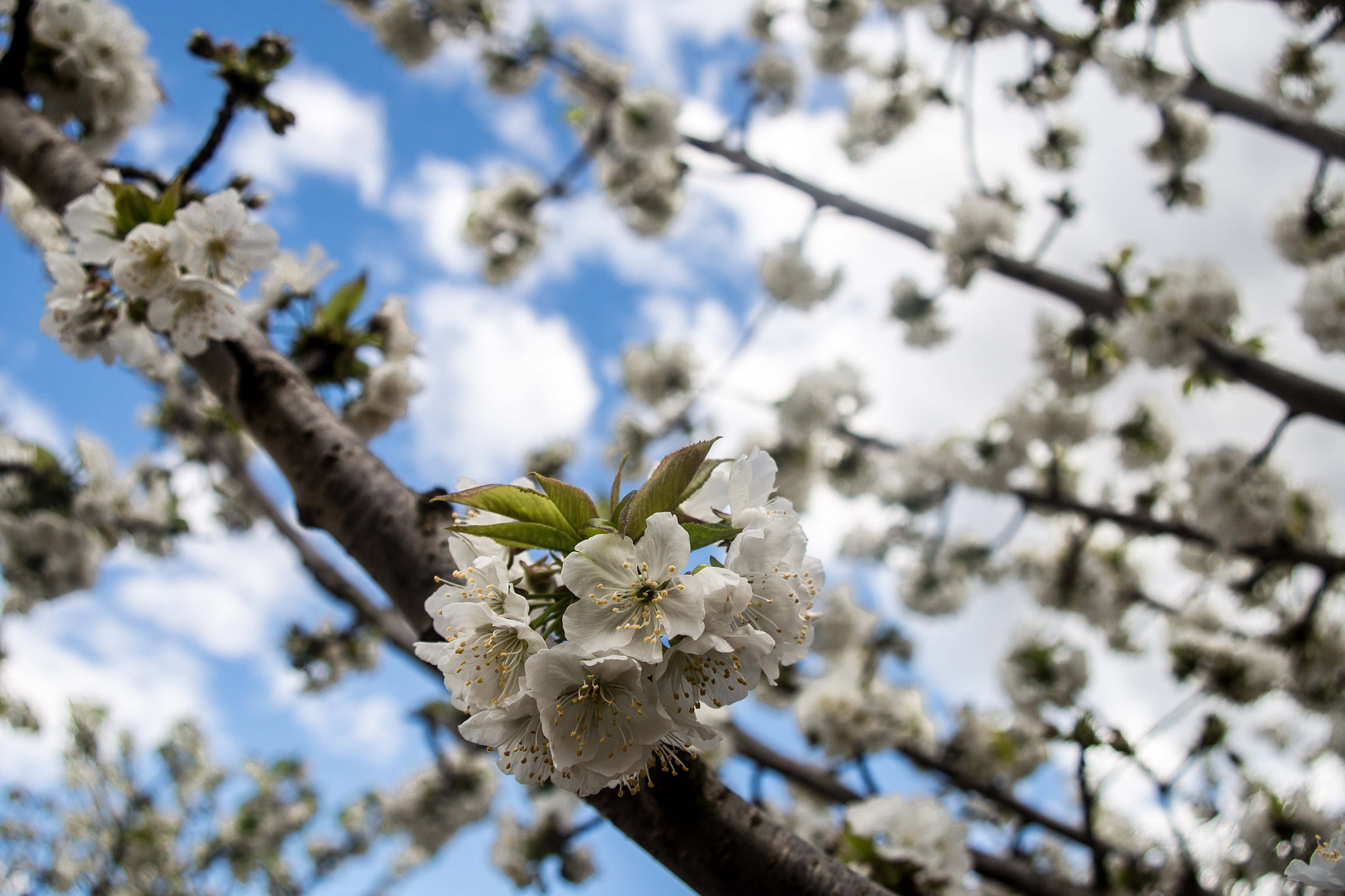 Canon EF 28-80mm f/3.5-5.6 USM sample photo. Cerezos en flor photography