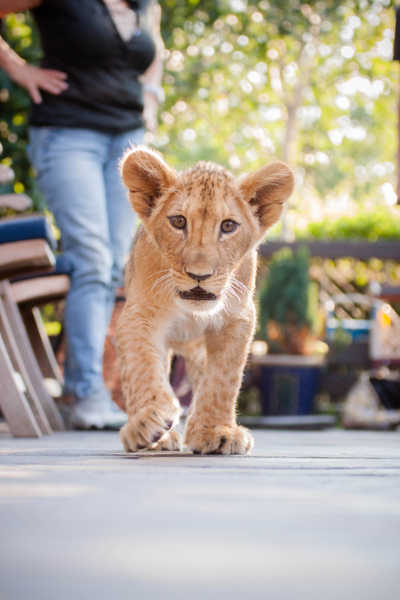 Canon EOS 500D (EOS Rebel T1i / EOS Kiss X3) sample photo. Lefi the lion cub photography