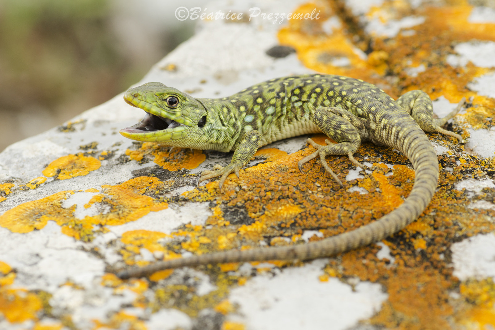 Nikon D7000 + Tamron SP 90mm F2.8 Di VC USD 1:1 Macro sample photo. Lucertola ocellata photography