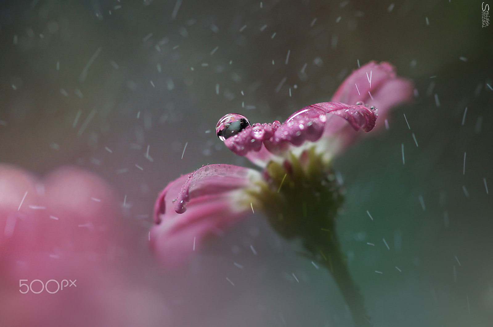 Sony SLT-A35 + Tamron SP AF 90mm F2.8 Di Macro sample photo. A gift from rain photography