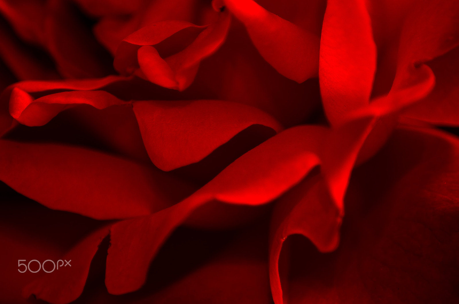 Tamron AF 70-300mm F4-5.6 Di LD Macro sample photo. Red rose photography