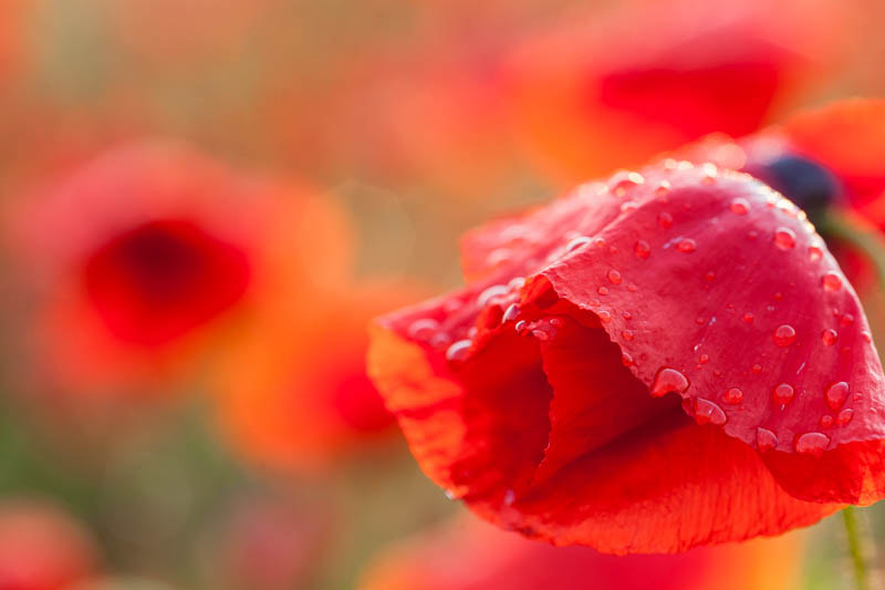Sigma 105mm F2.8 EX DG Macro sample photo. Poppies photography