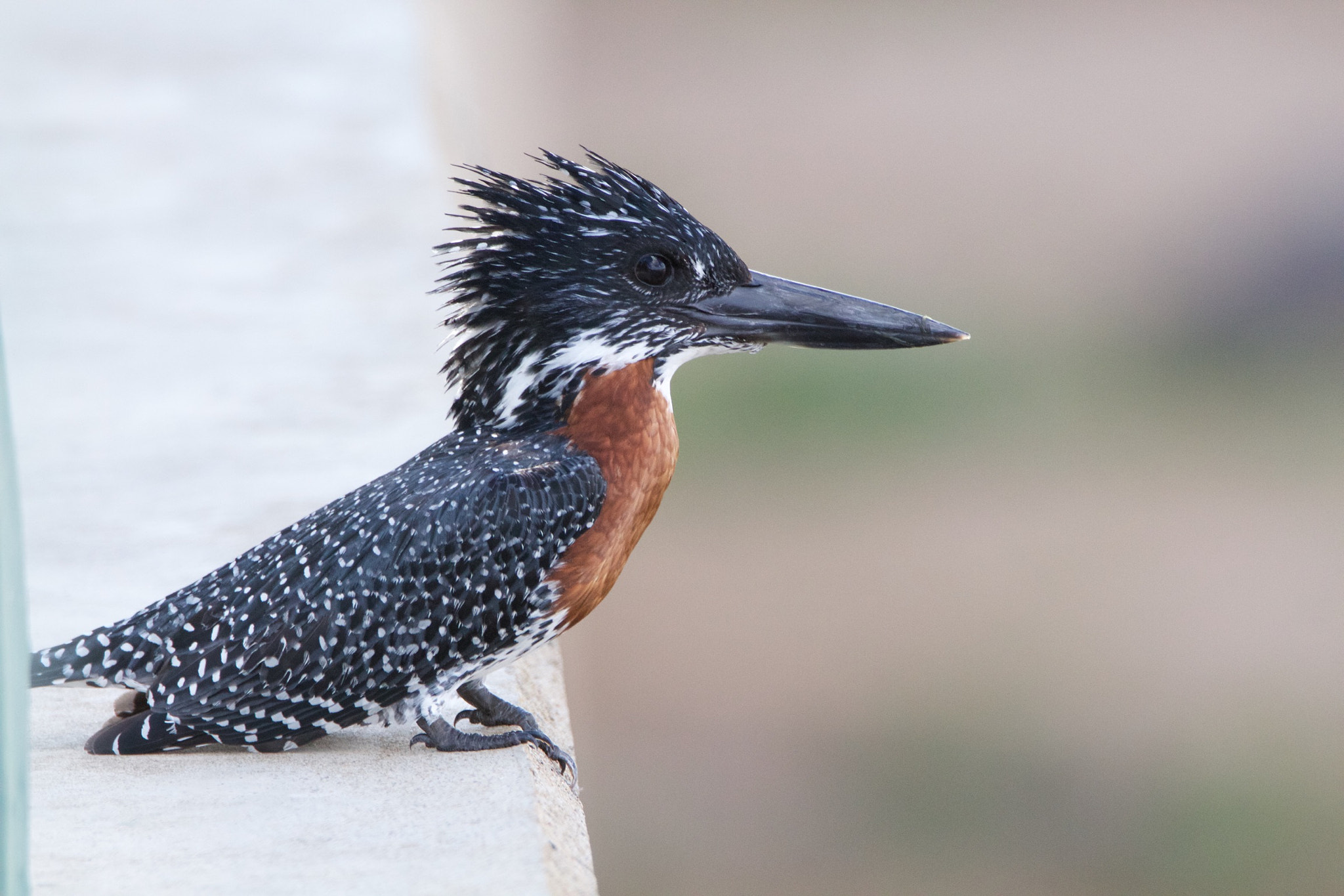 Tamron SP 150-600mm F5-6.3 Di VC USD sample photo. Giant kingfisher photography