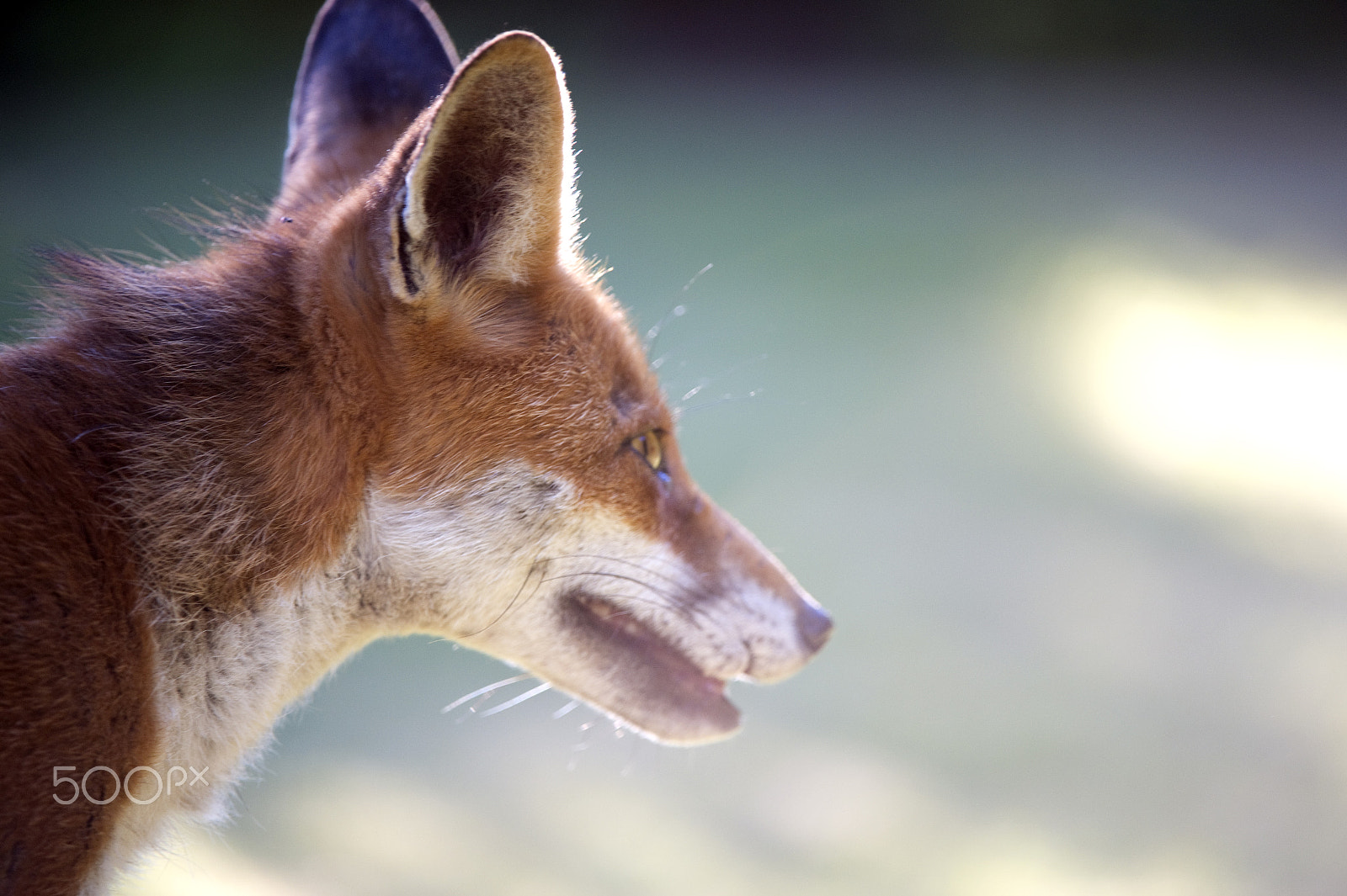 Nikon D4S + Sigma 50-100mm F1.8 DC HSM Art sample photo. Contre jour headshot of our local friendly vixen photography