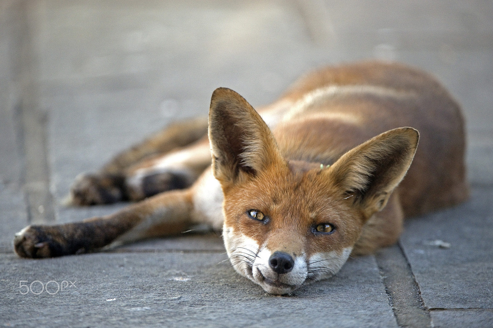 Nikon D4S sample photo. Exhausted in the heat - full length photography
