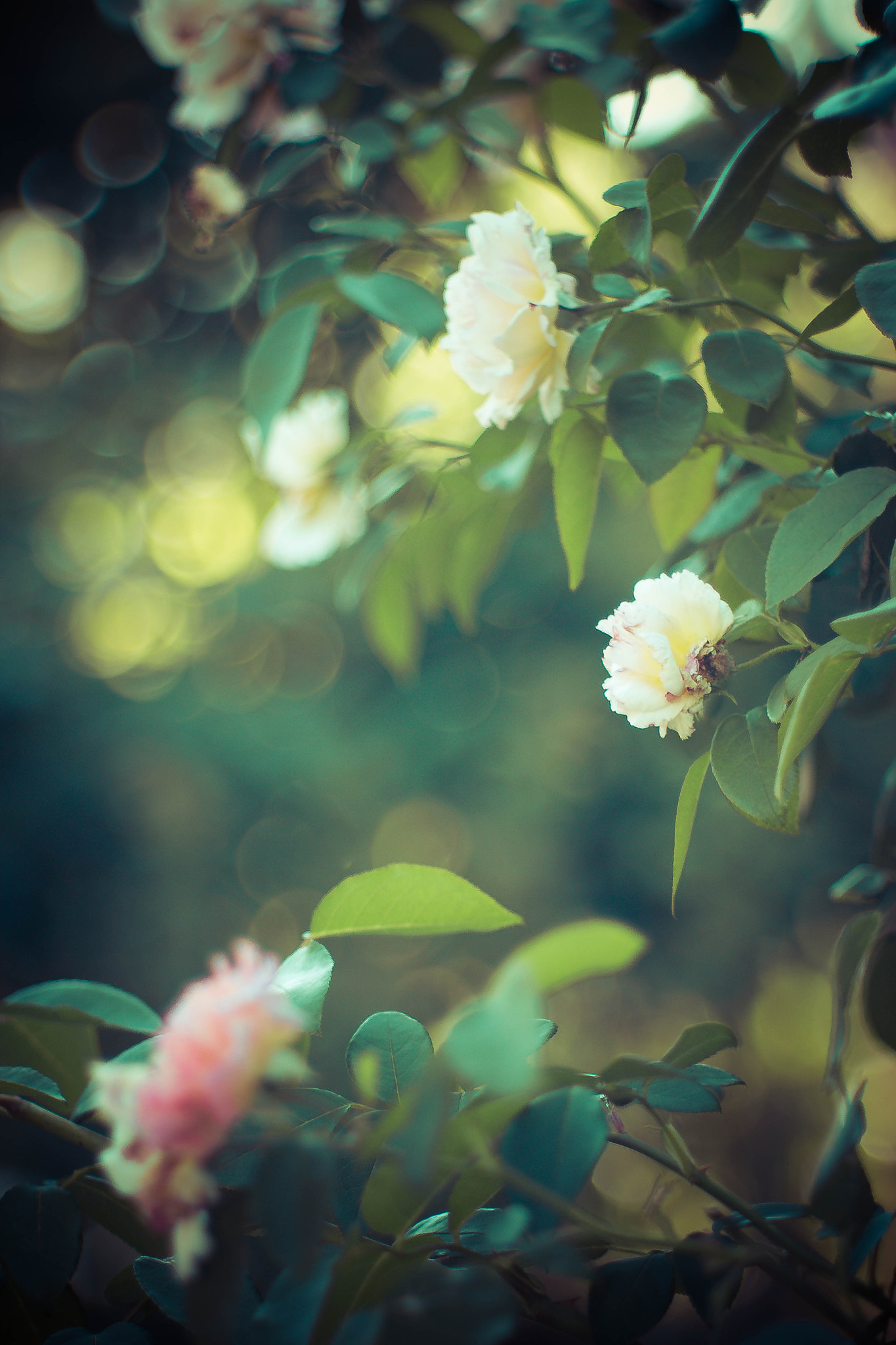 Canon EF 35-80mm f/4-5.6 sample photo