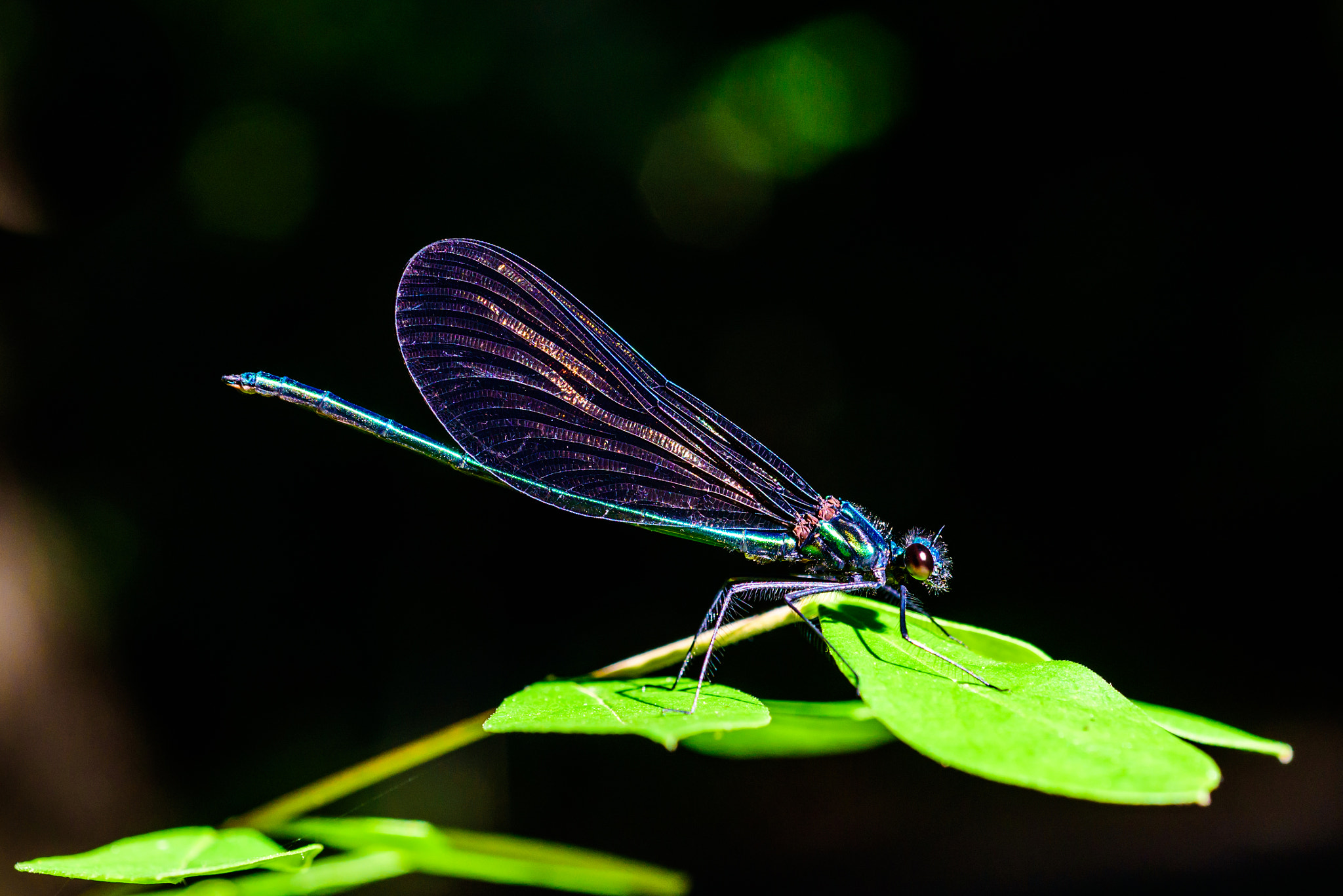 Nikon D750 + AF Micro-Nikkor 60mm f/2.8 sample photo. The damselfly photography
