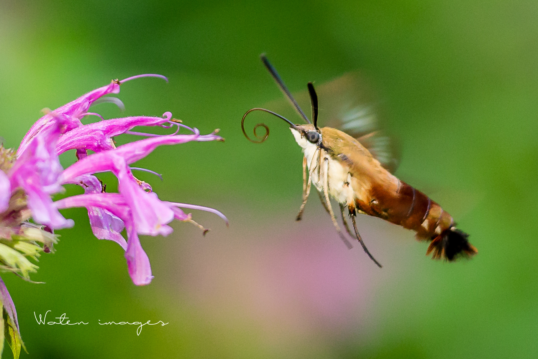 Nikon AF-S Nikkor 70-200mm F2.8G ED VR II sample photo. Hummingbird moth photography