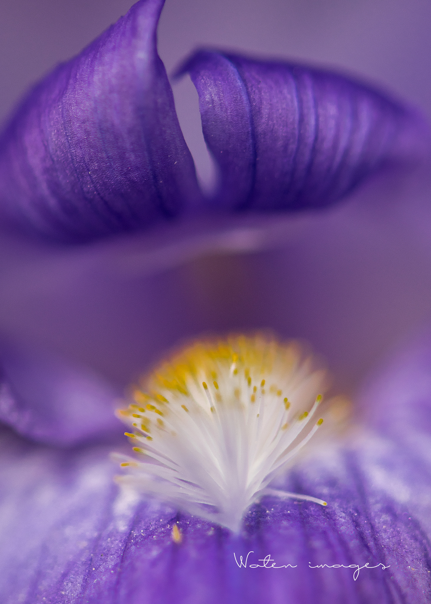 Nikon AF-S Micro-Nikkor 105mm F2.8G IF-ED VR sample photo. Into the mouth of the iris photography