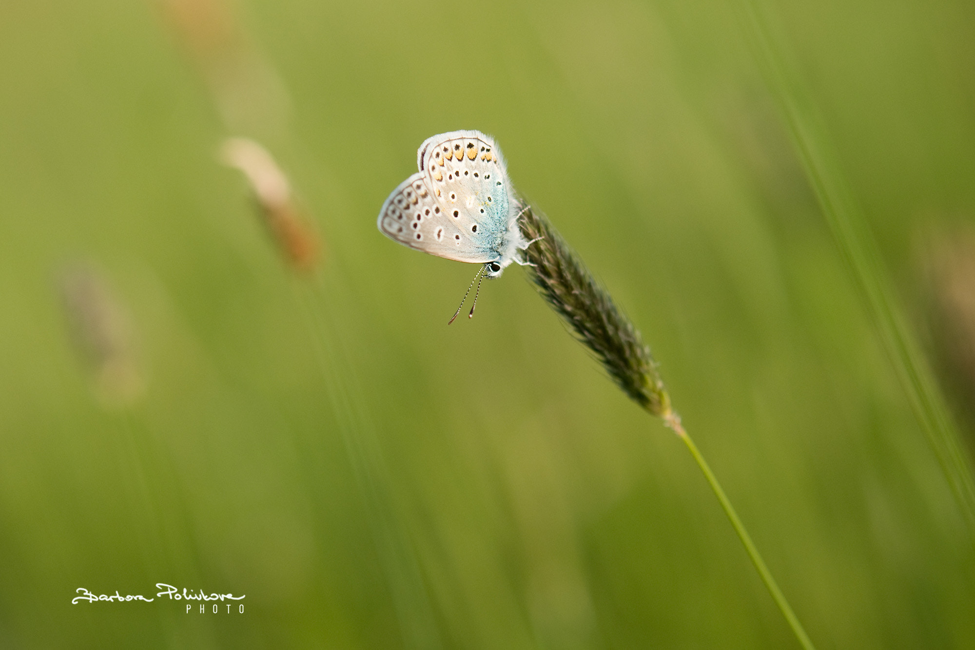 Nikon AF-S Micro-Nikkor 60mm F2.8G ED sample photo. Daydreaming photography