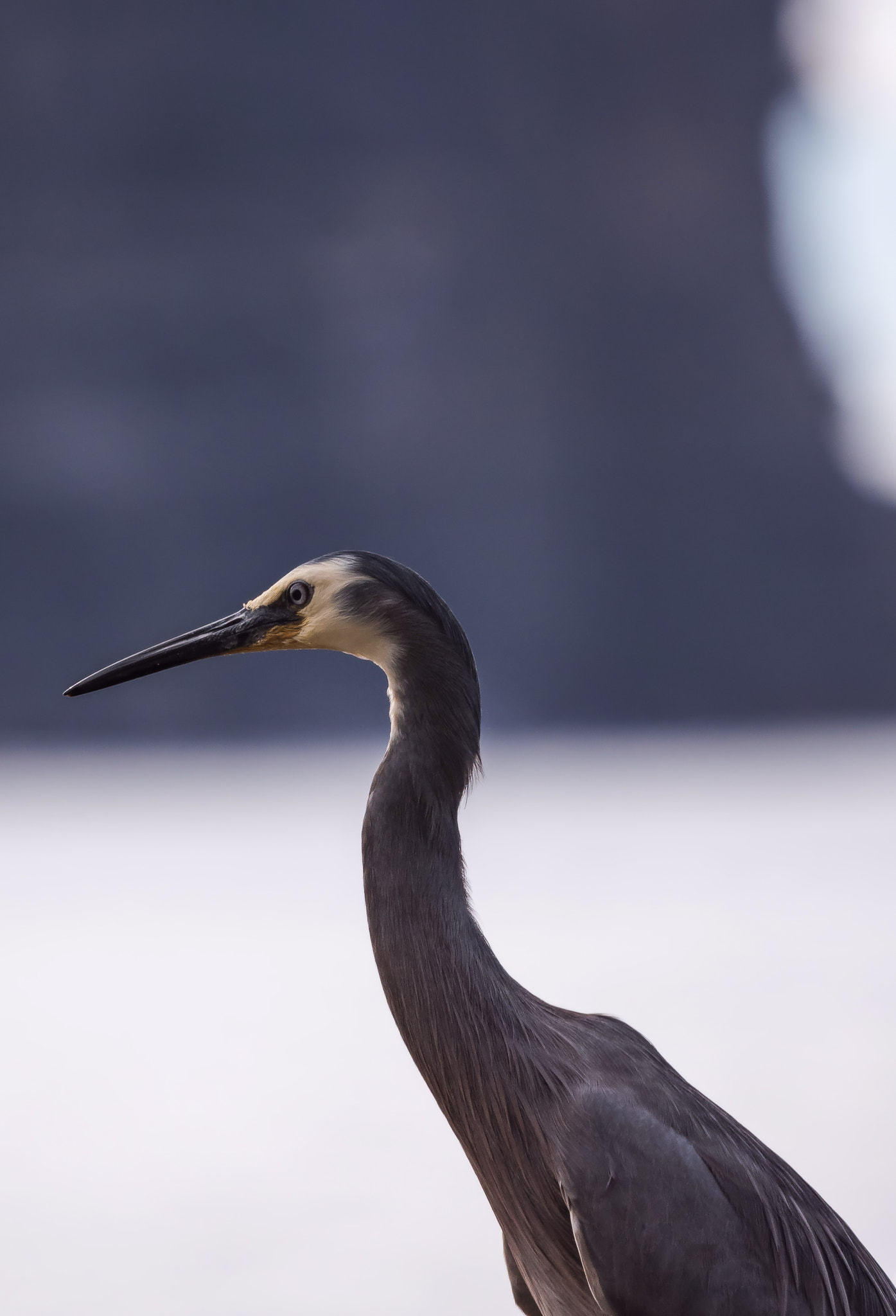 Panasonic Lumix DMC-GX8 + LEICA DG 100-400/F4.0-6.3 sample photo. Hunting photography