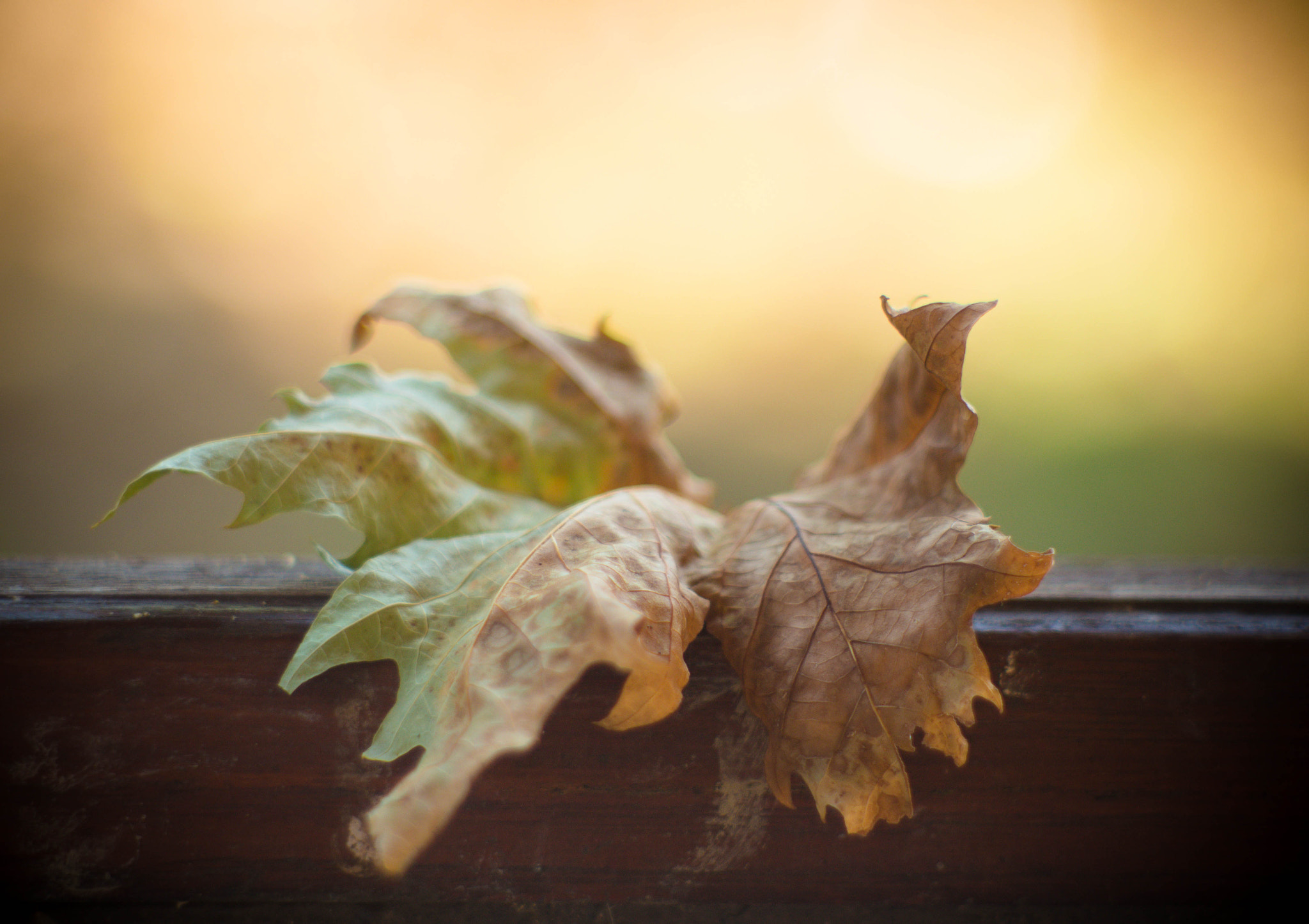 Canon EF 35-80mm f/4-5.6 sample photo