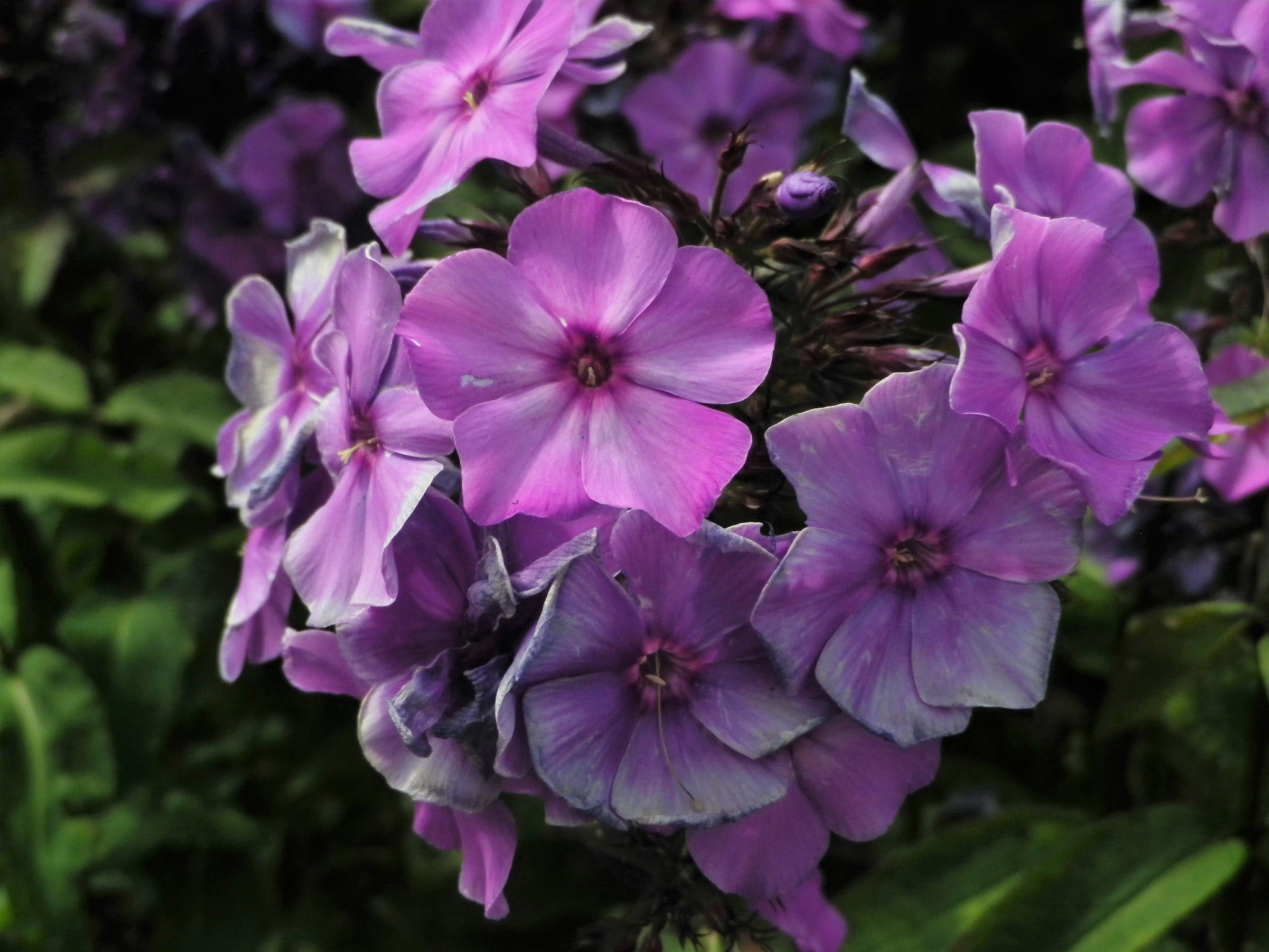Pentax Optio RZ18 sample photo. Mauve.... photography