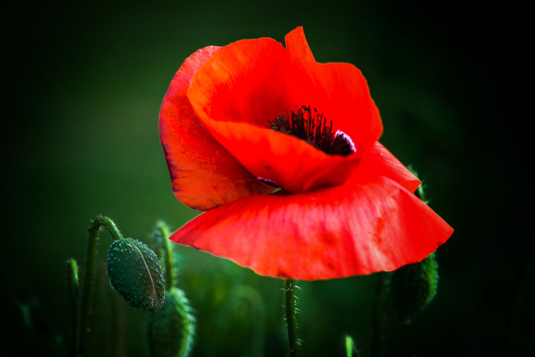 Nikon D800E sample photo. Delicate photography