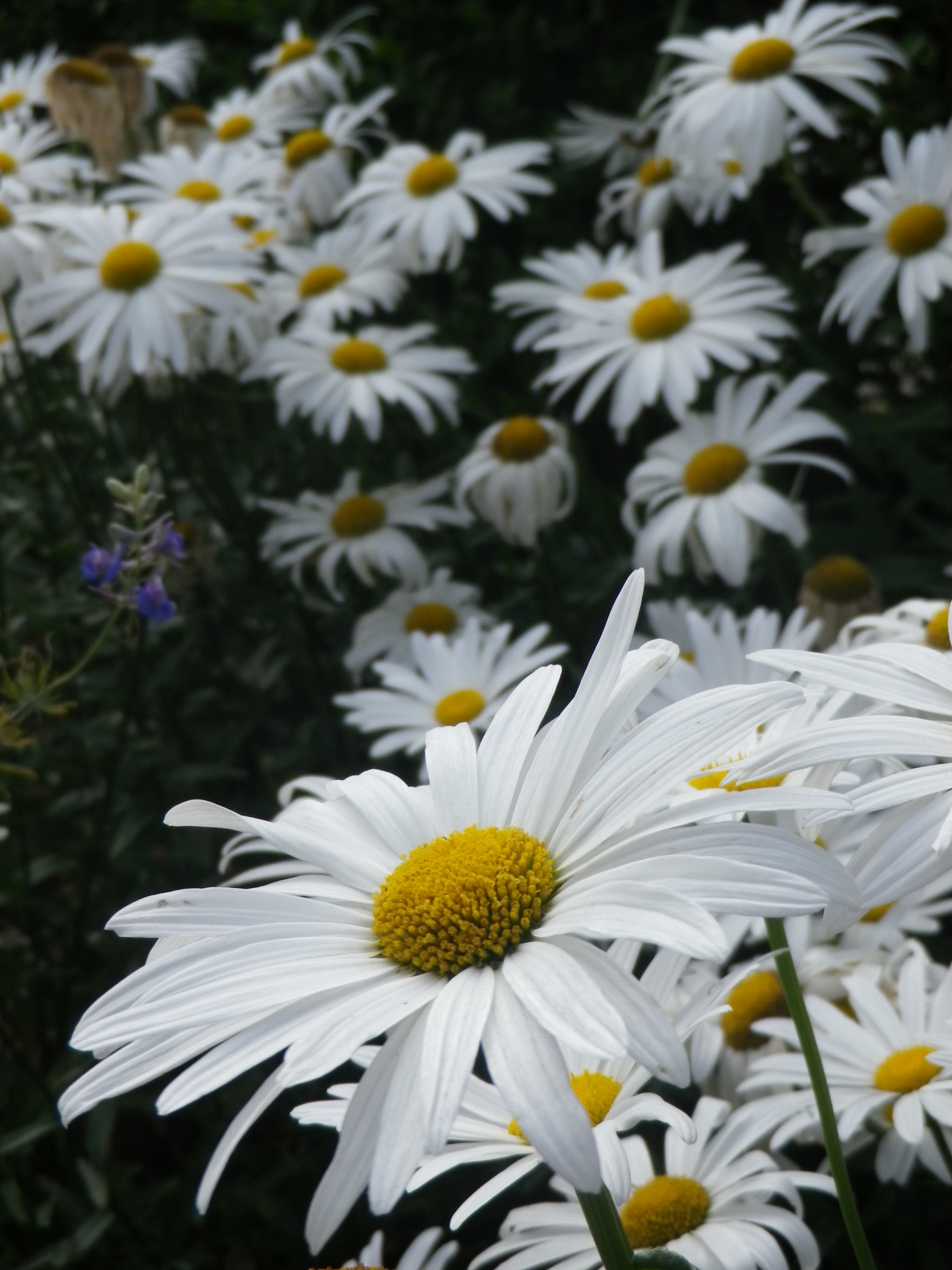 Pentax Optio RZ18 sample photo. Marguerites photography