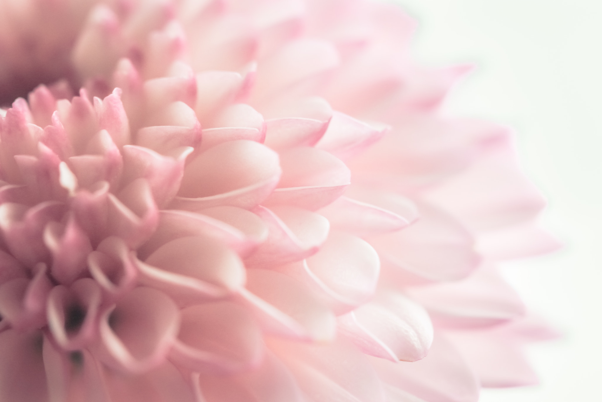 Canon EOS 650D (EOS Rebel T4i / EOS Kiss X6i) sample photo. Floral tribute photography