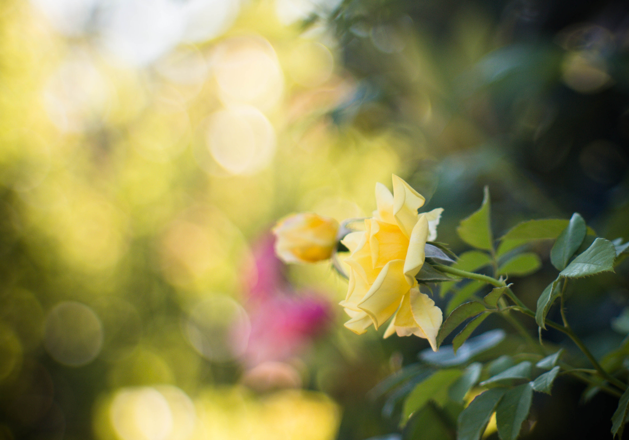 Canon EF 35-80mm f/4-5.6 sample photo
