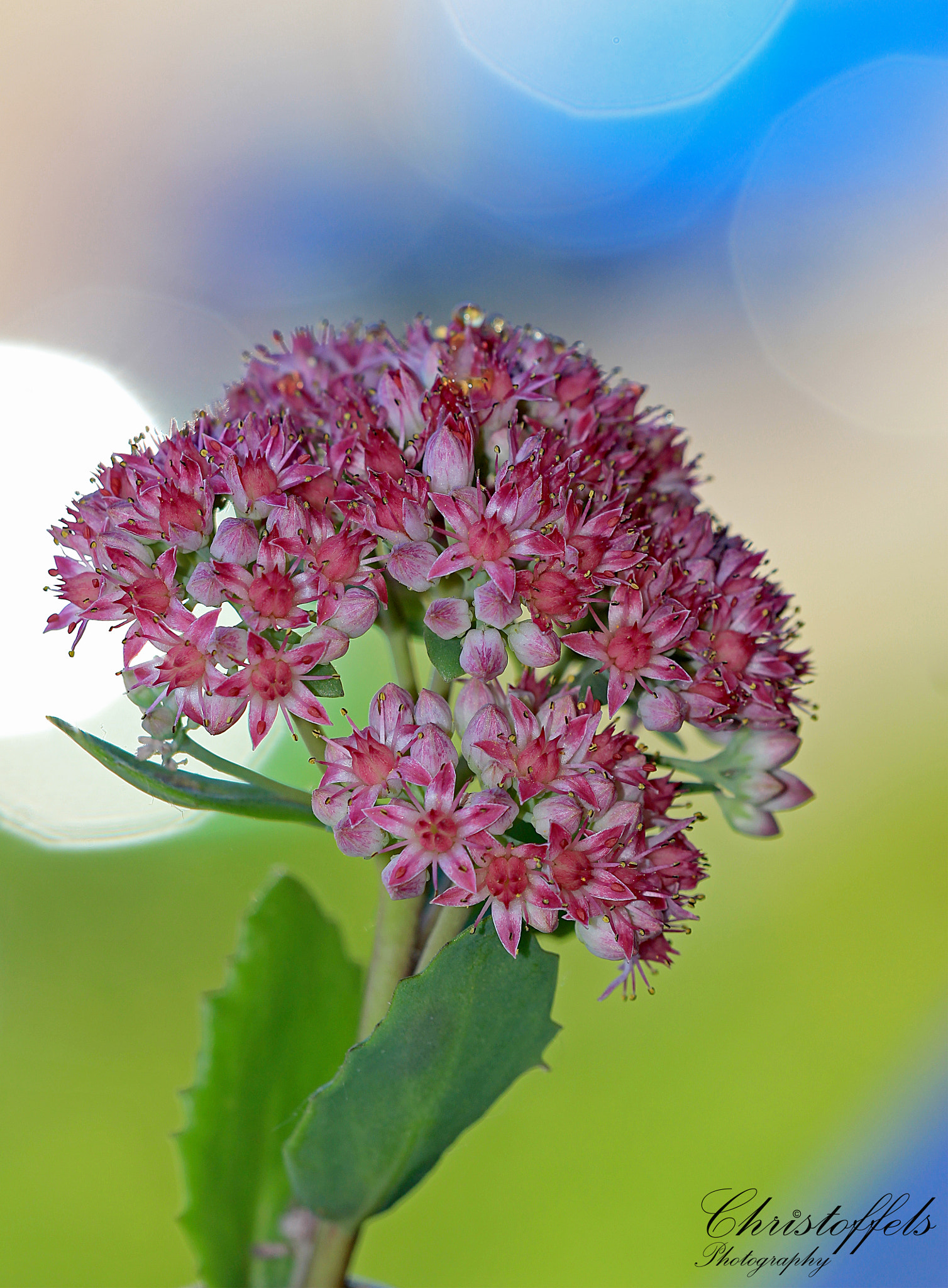 Sigma APO Macro 150mm f/2.8 EX DG HSM sample photo. Pink blossom photography