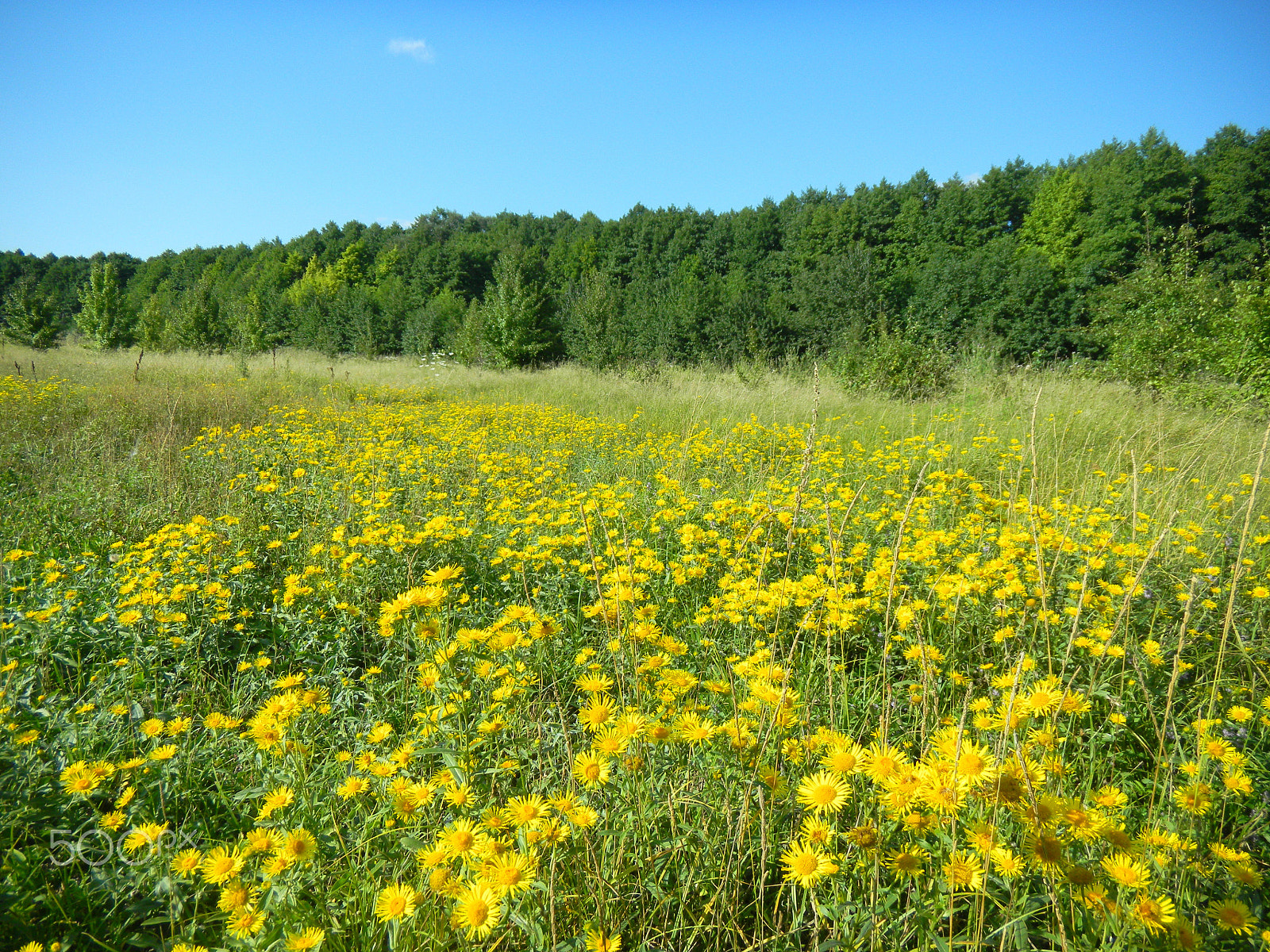 Nikon Coolpix S1100pj sample photo. Yellow flowers on the meadow photography