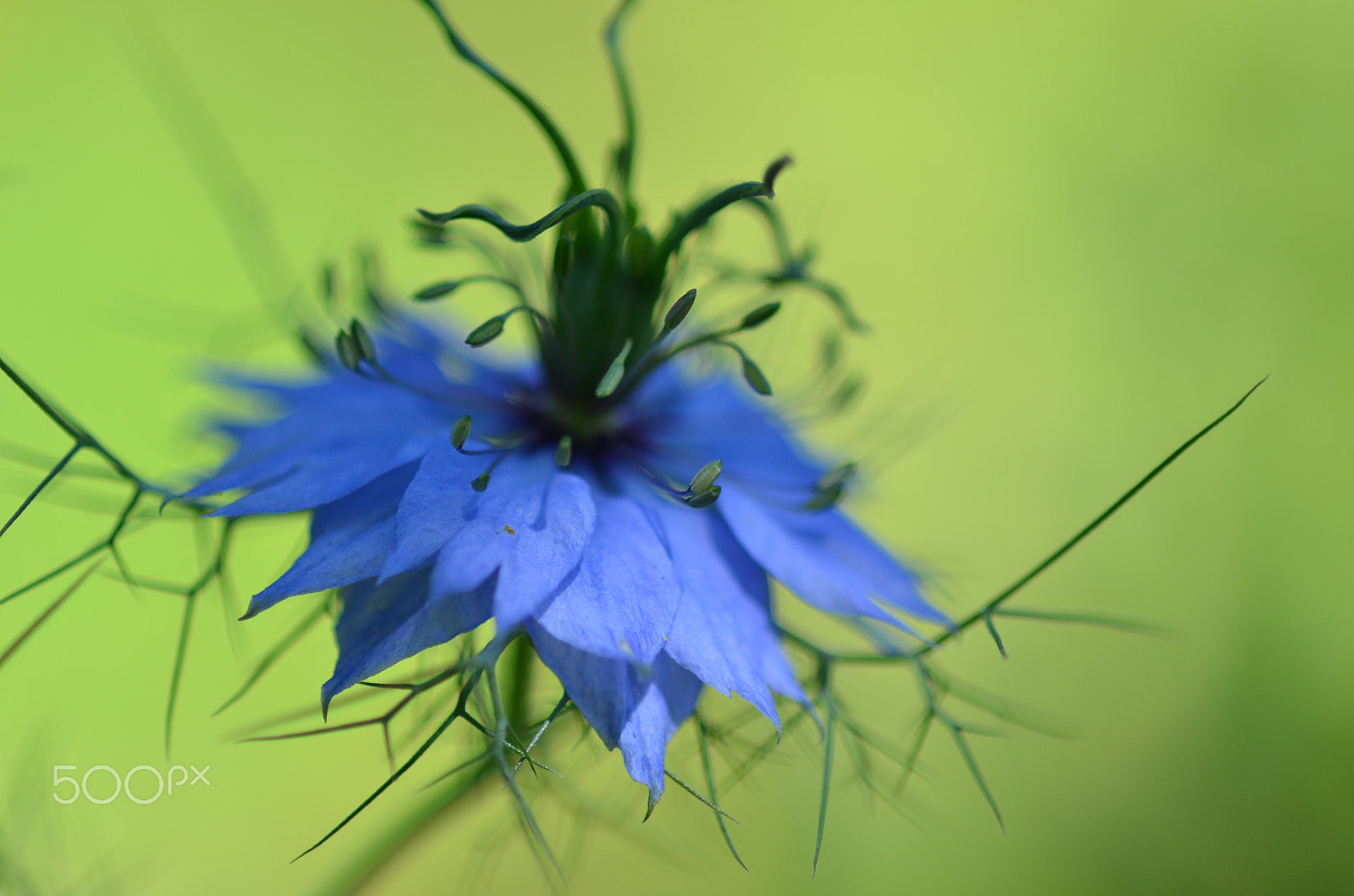 Nikon D7000 + Sigma 105mm F2.8 EX DG Macro sample photo. Cornflower photography