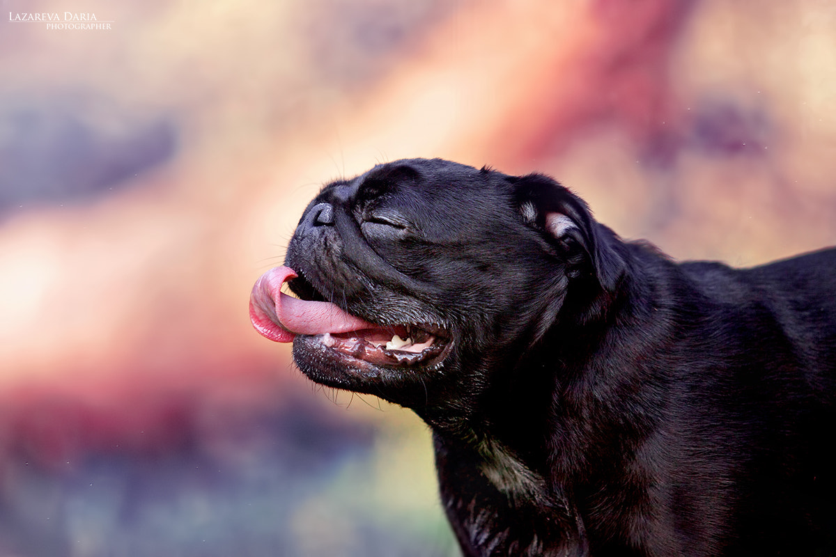 Canon EF 70-200mm F2.8L USM sample photo. Freedom photography