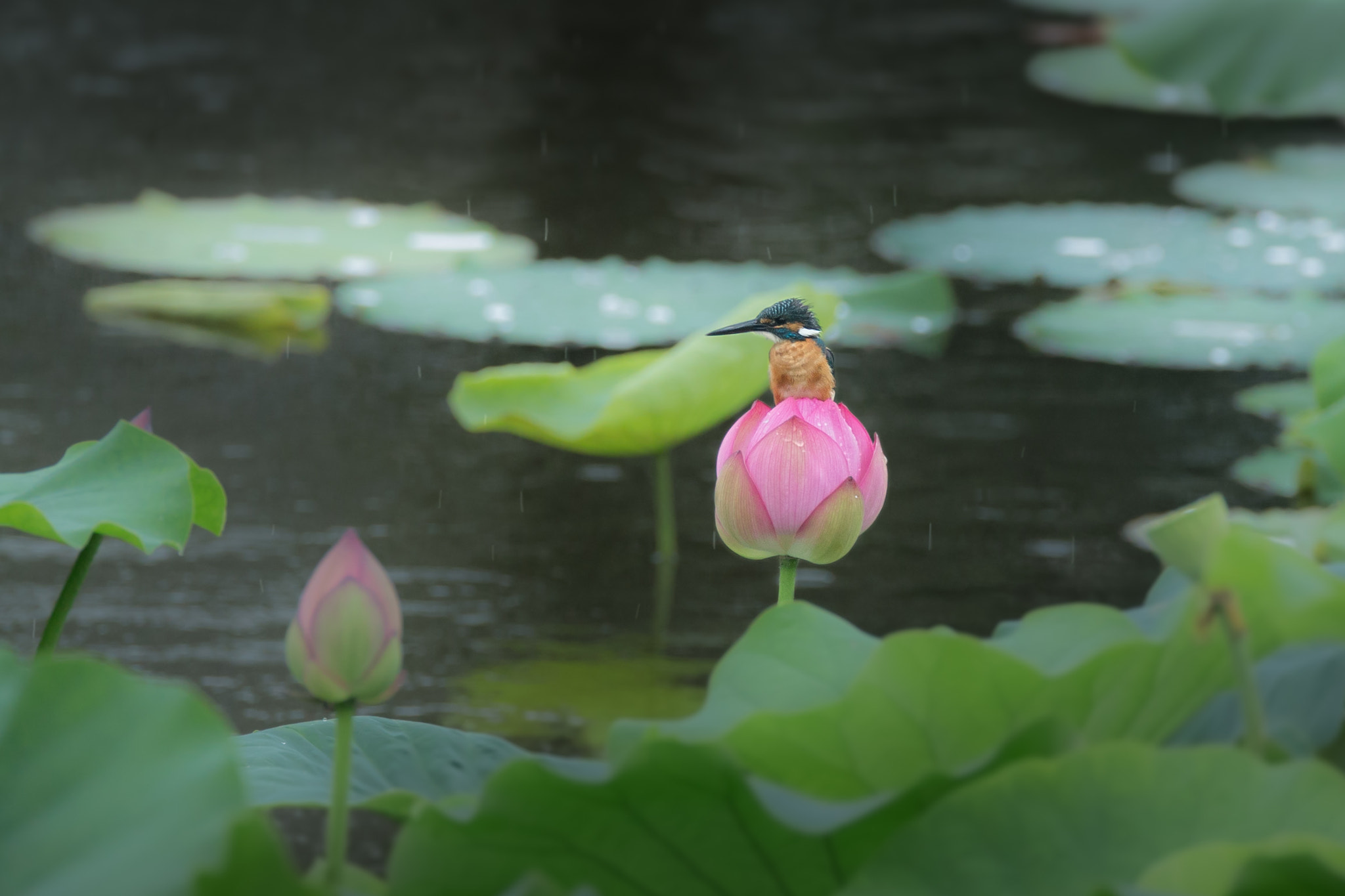 Canon EF 800mm F5.6L IS USM sample photo. 蓮翡翠 photography