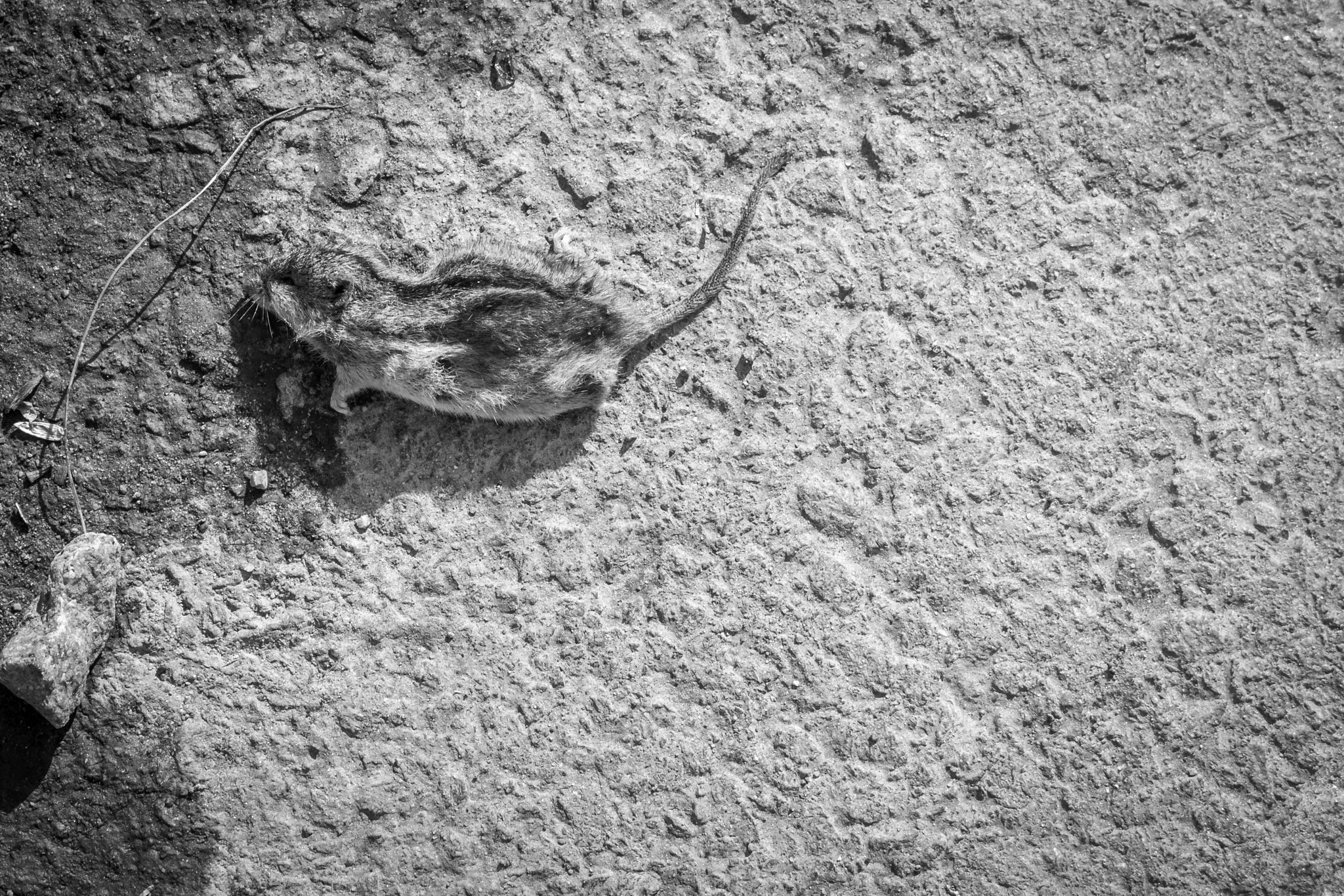 Canon EOS 450D (EOS Rebel XSi / EOS Kiss X2) sample photo. Game over, mickey... photography