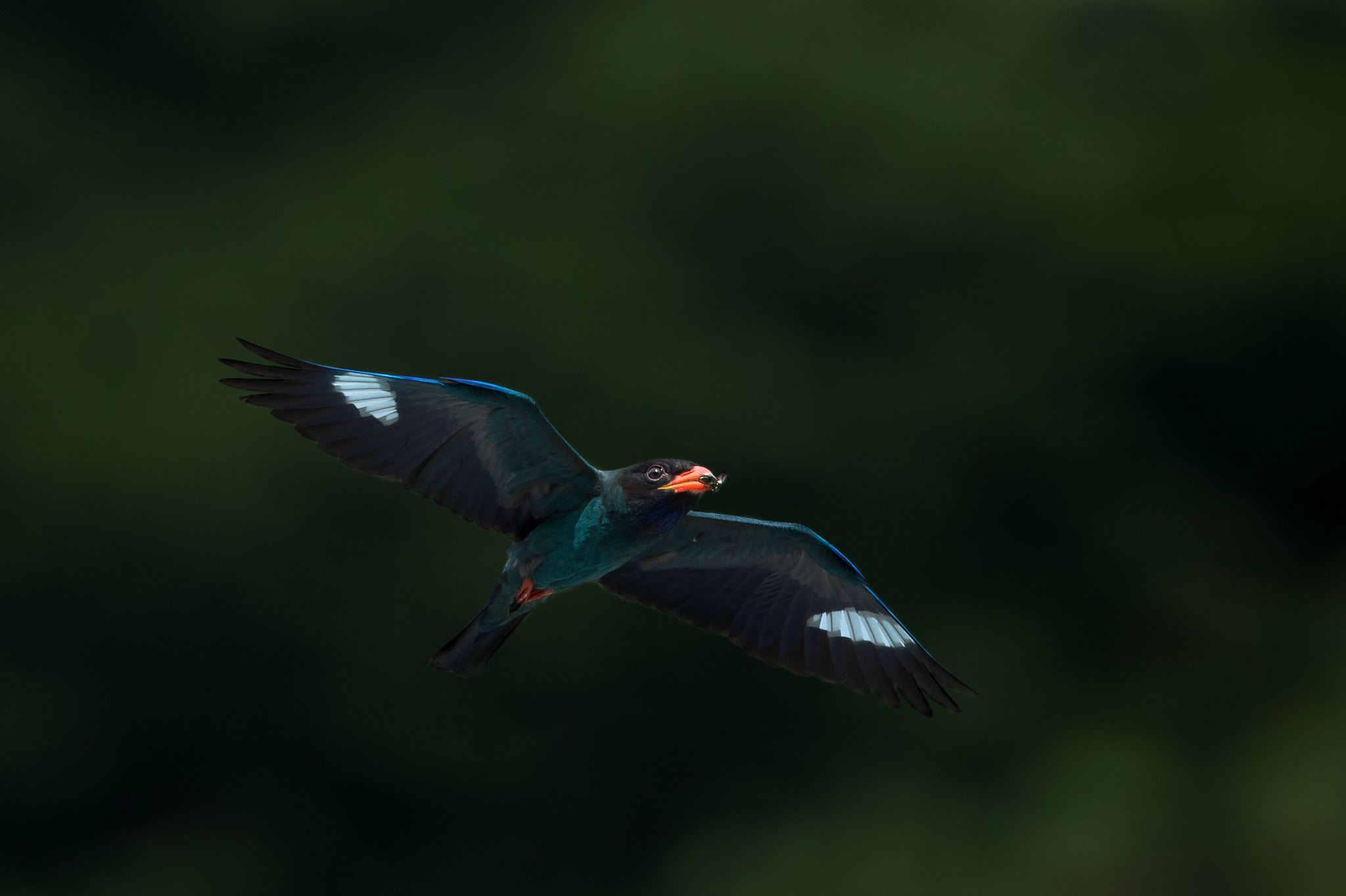 Canon EF 800mm F5.6L IS USM sample photo. 仏法僧 photography