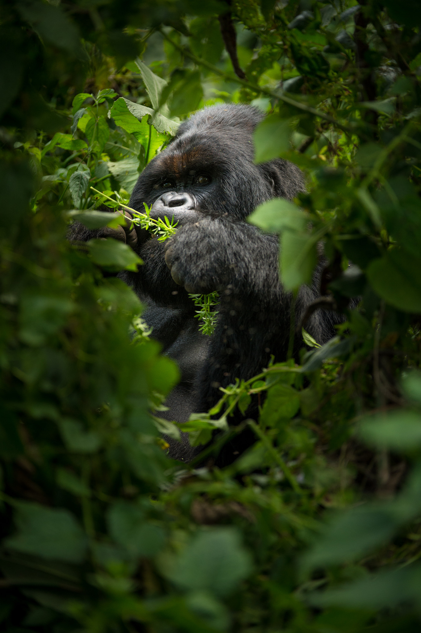 Nikon D4 sample photo. King kong at lunch photography