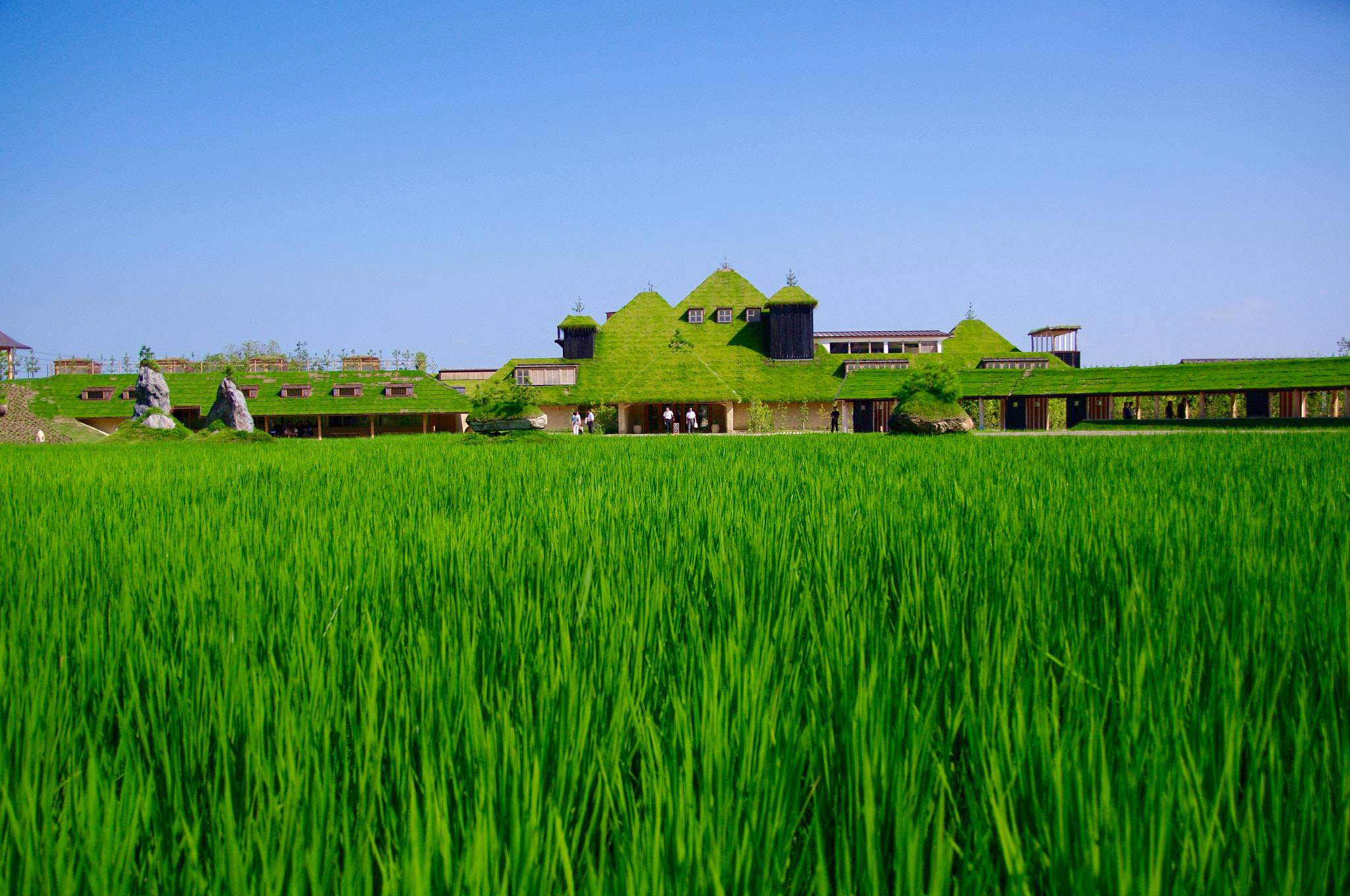 Pentax K20D sample photo. Too rice of green house photography