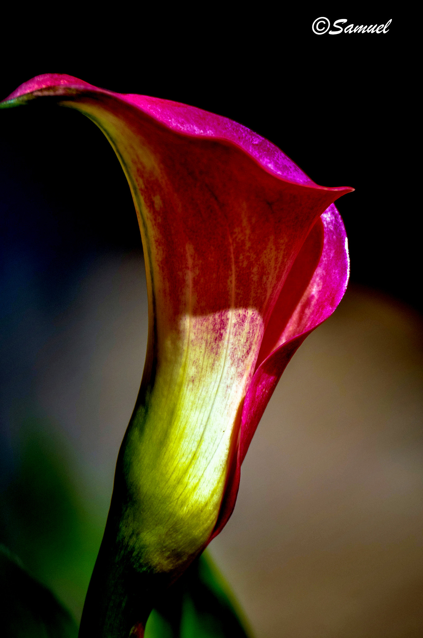 Nikon D5000 sample photo. Calla photography