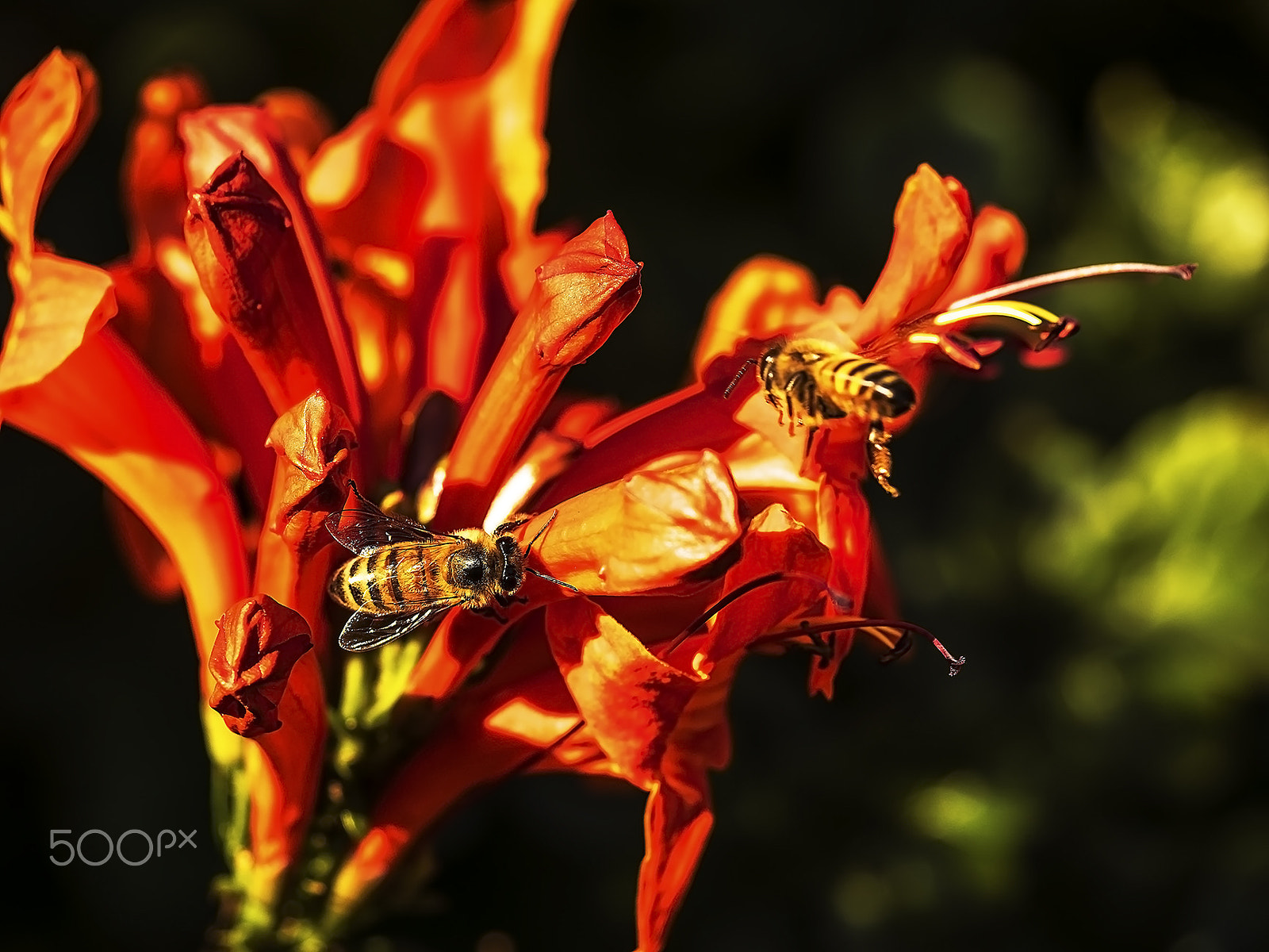 Olympus PEN E-PL7 + Olympus M.Zuiko Digital ED 40-150mm F4-5.6 R sample photo. Nectar harvest bees photography