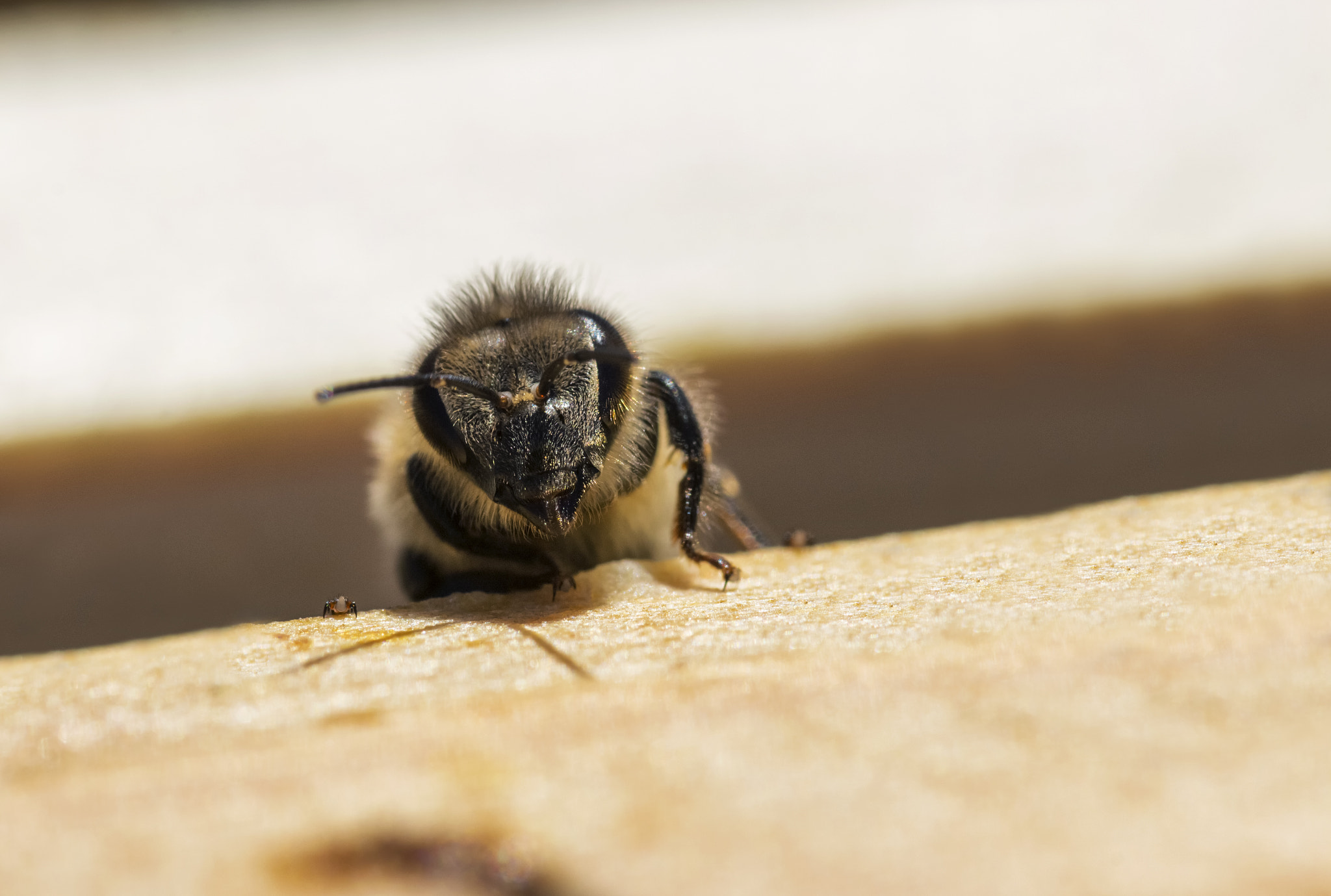 Sigma 105mm F2.8 EX DG OS HSM sample photo. Take your time and relax photography