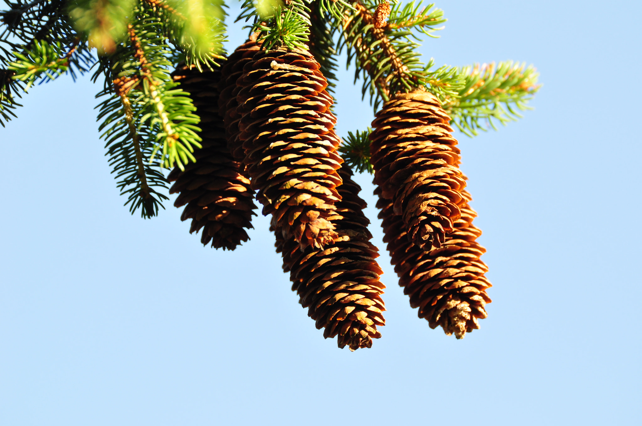 Nikon D5000 sample photo. Pine cone photography