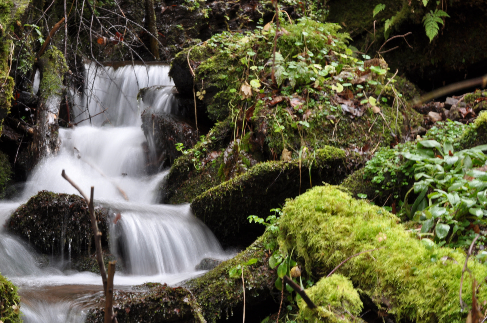 Nikon D5000 sample photo. Silence photography