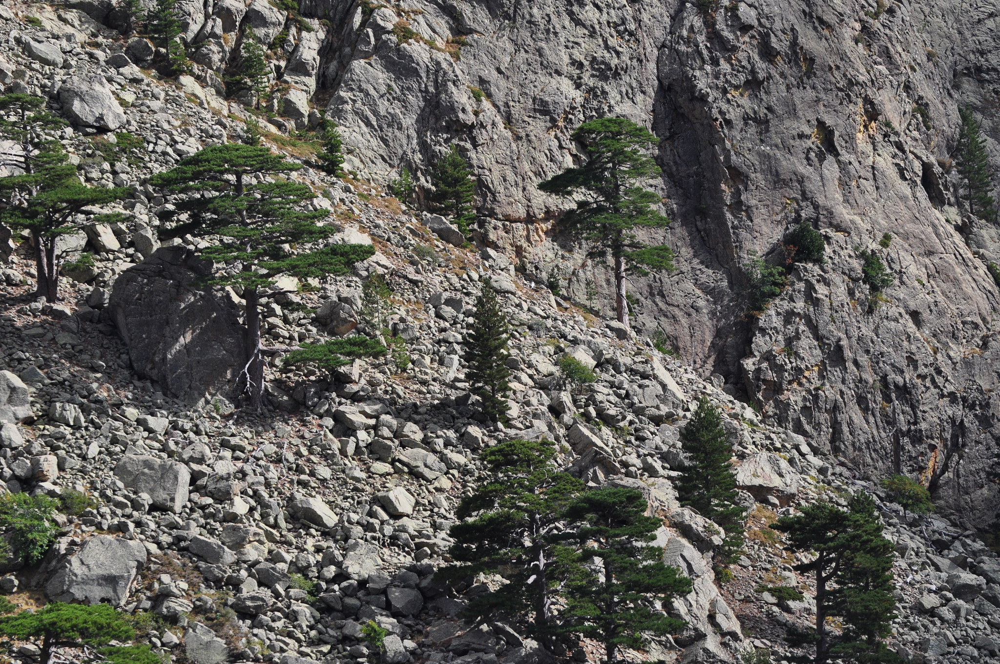 Nikon D5000 sample photo. Bonsai photography