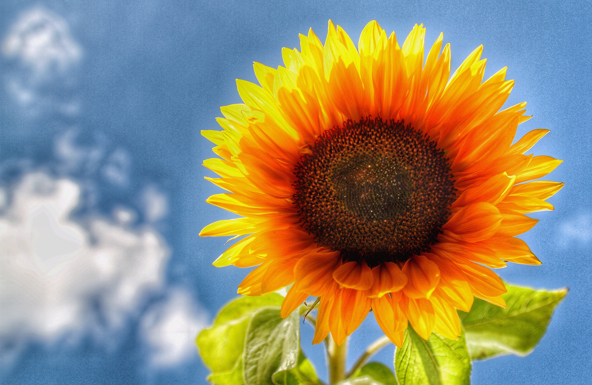 Canon 17-50mm sample photo. Sunflower photography