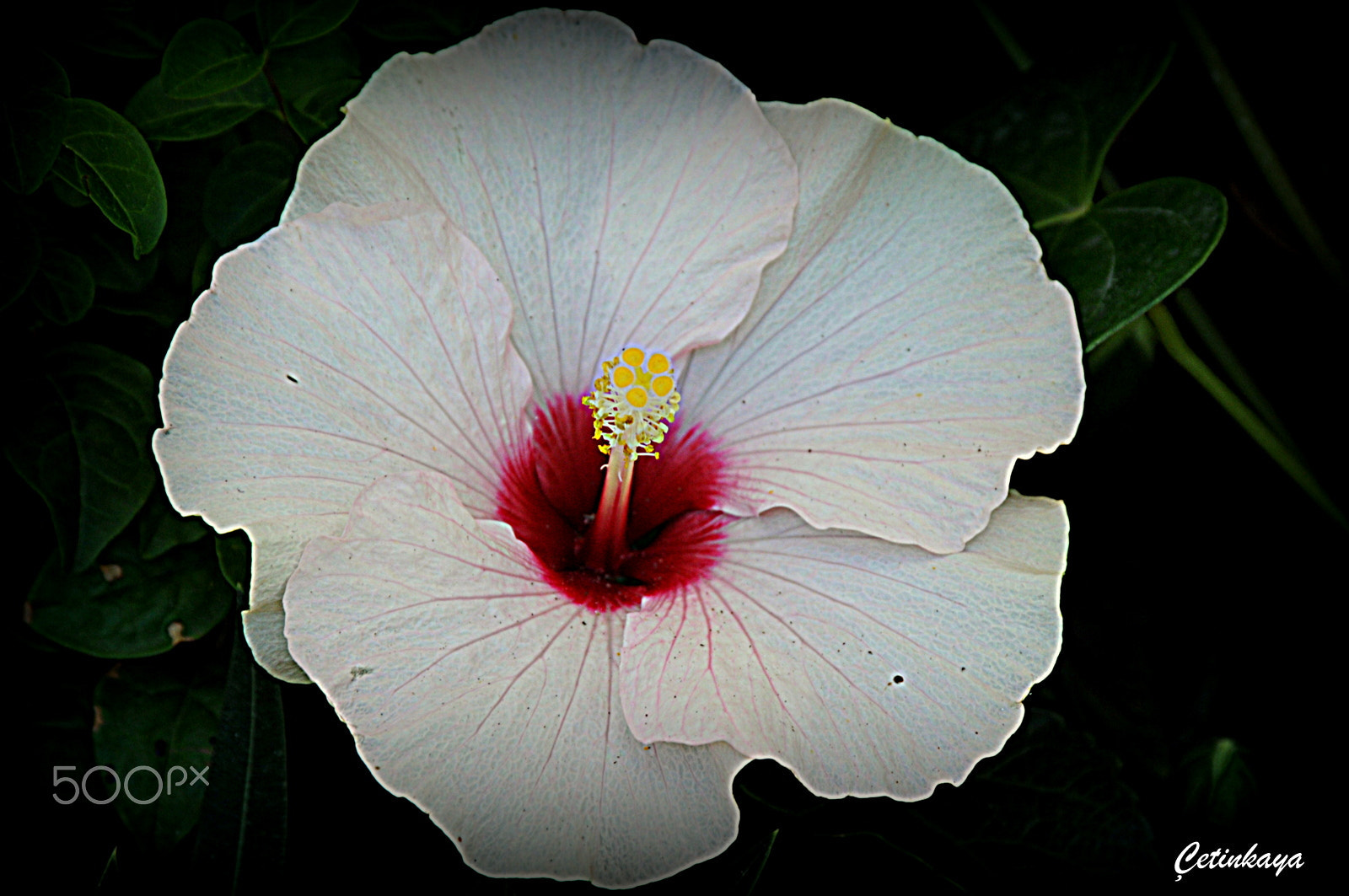 Nikon D300S sample photo. White world photography