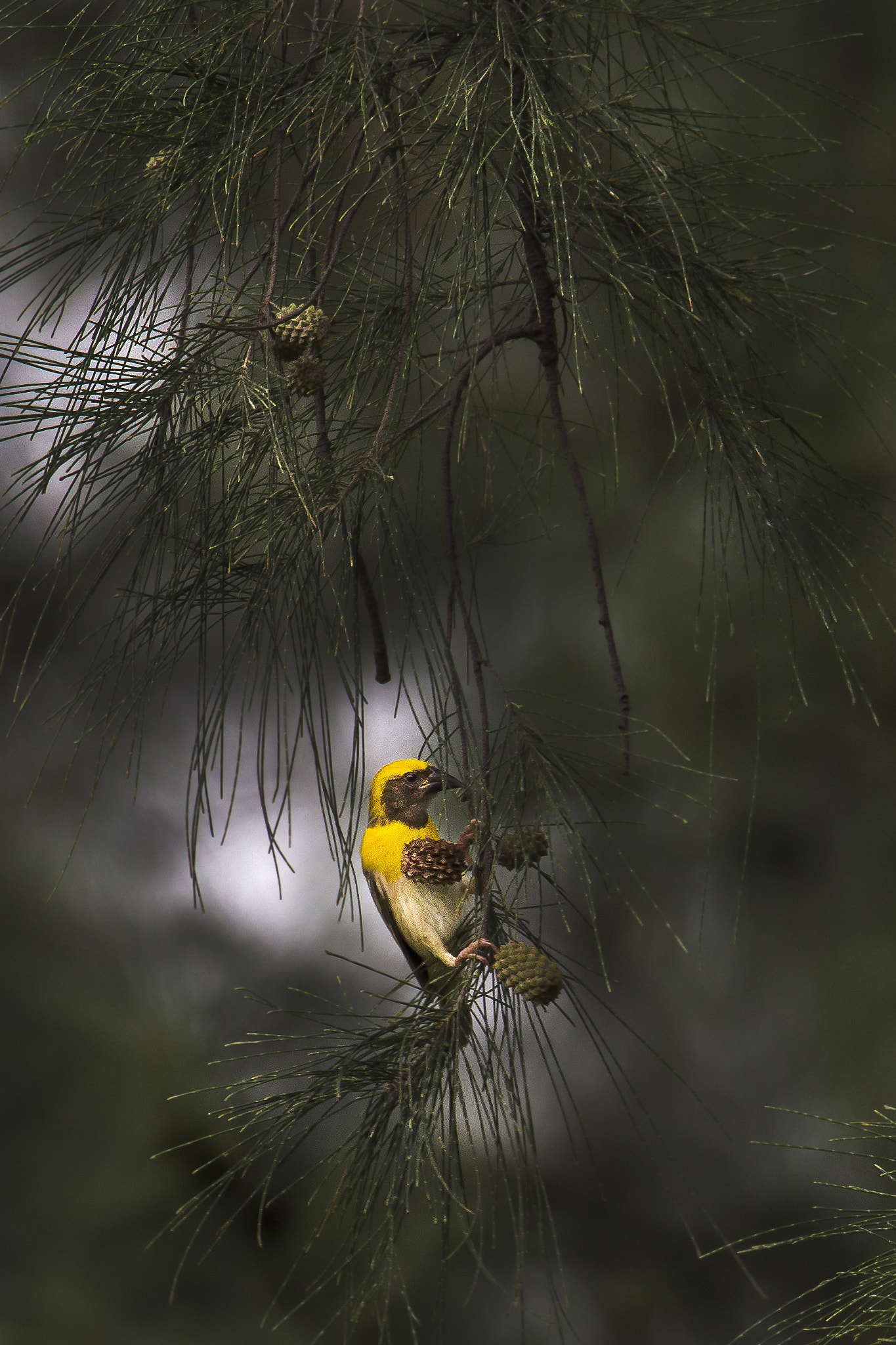 150-600mm F5-6.3 DG OS HSM | Sports 014 sample photo. Baya weaver photography