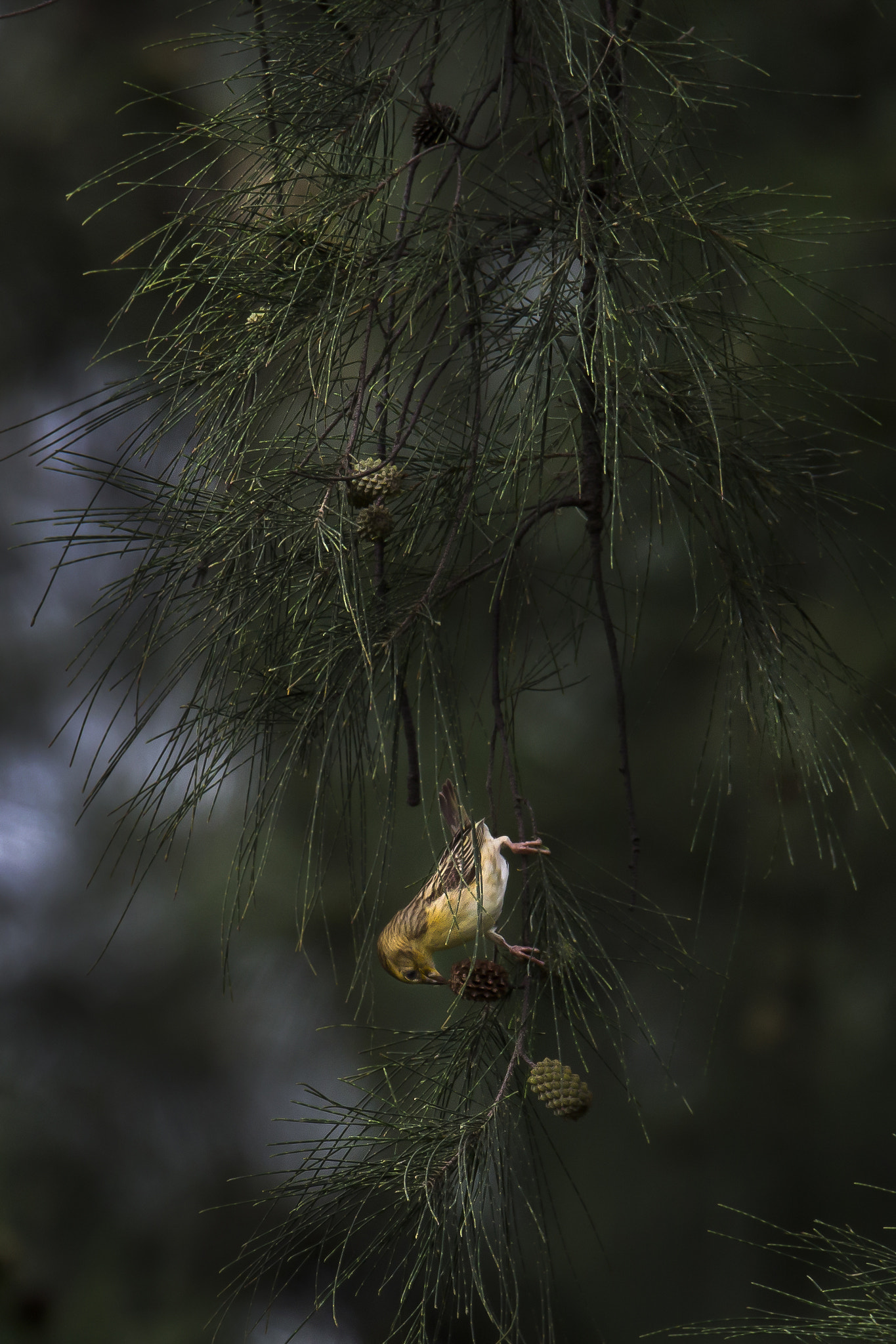150-600mm F5-6.3 DG OS HSM | Sports 014 sample photo. Baya weaver photography