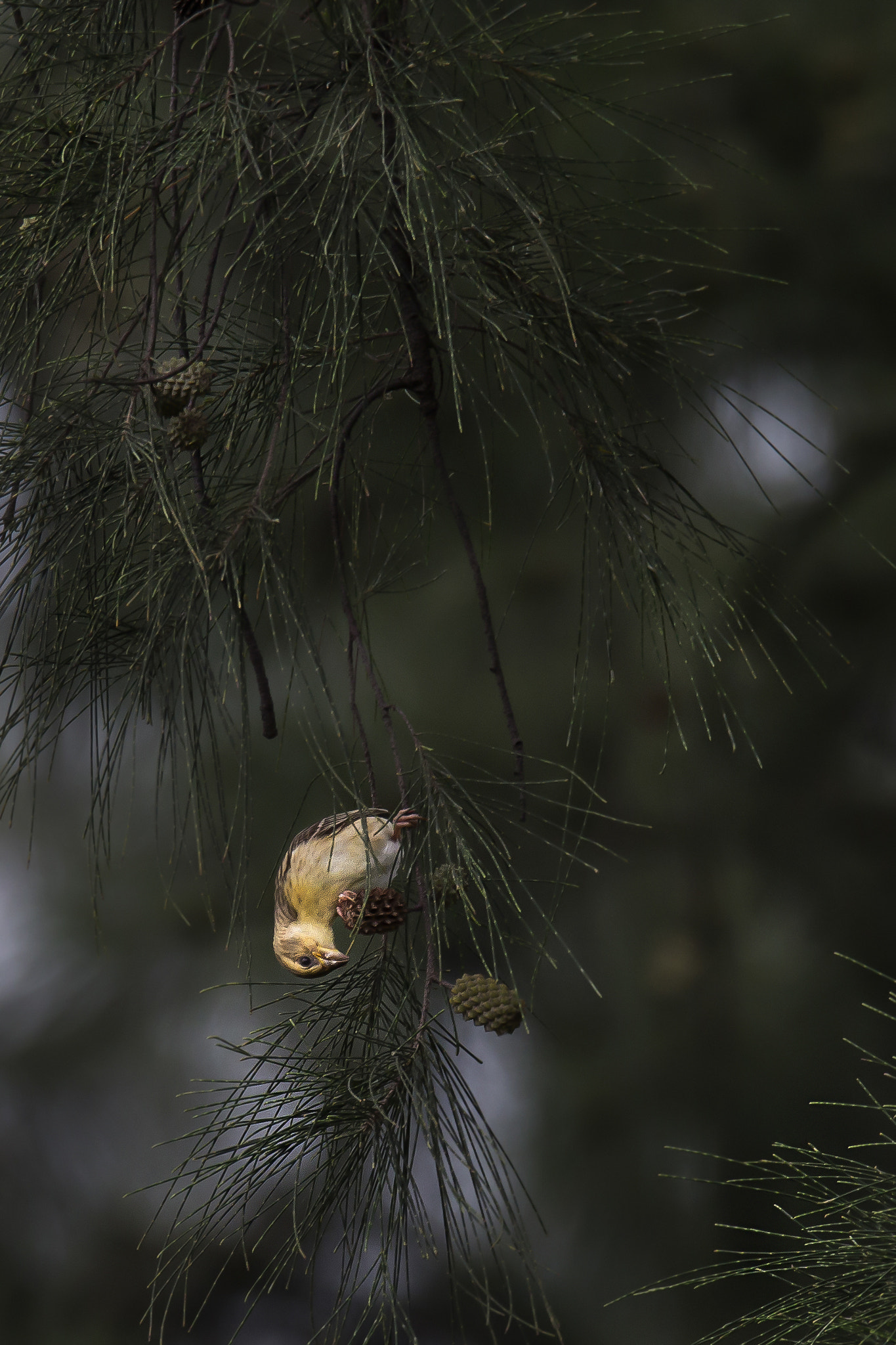 150-600mm F5-6.3 DG OS HSM | Sports 014 sample photo. Baya weaver photography