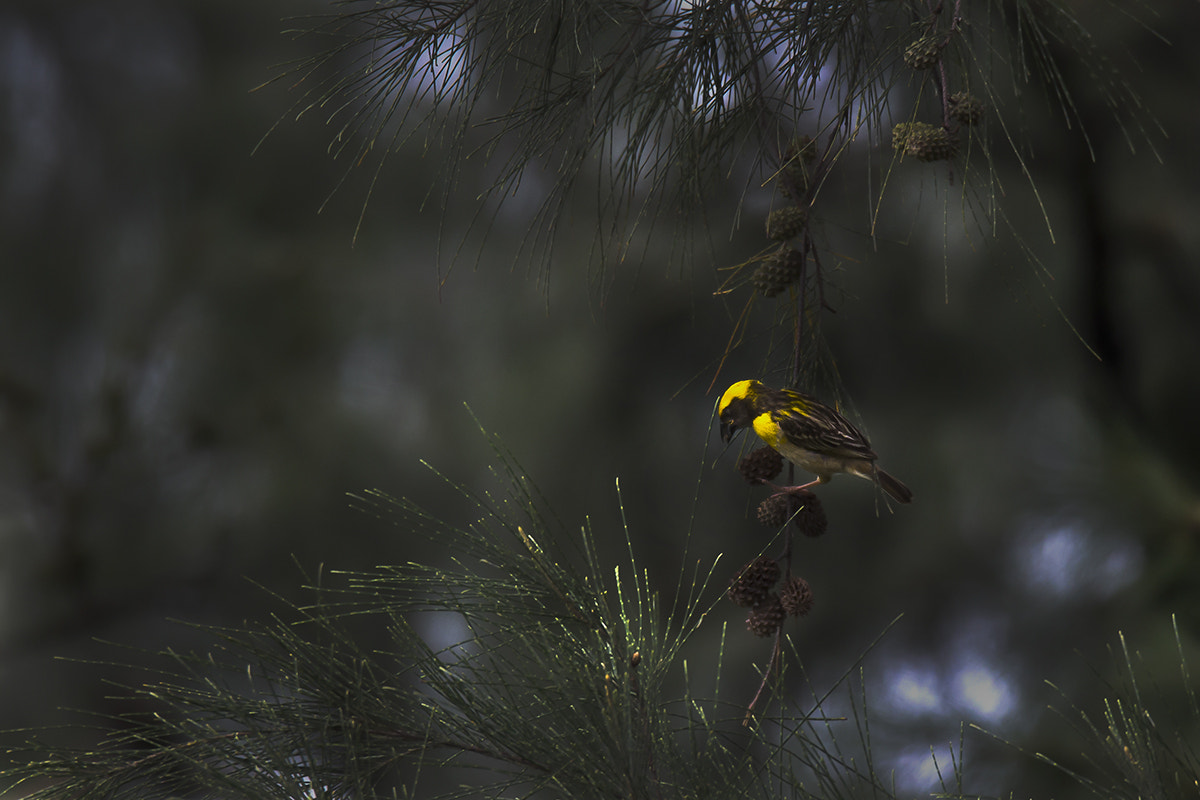 150-600mm F5-6.3 DG OS HSM | Sports 014 sample photo. Baya weaver photography