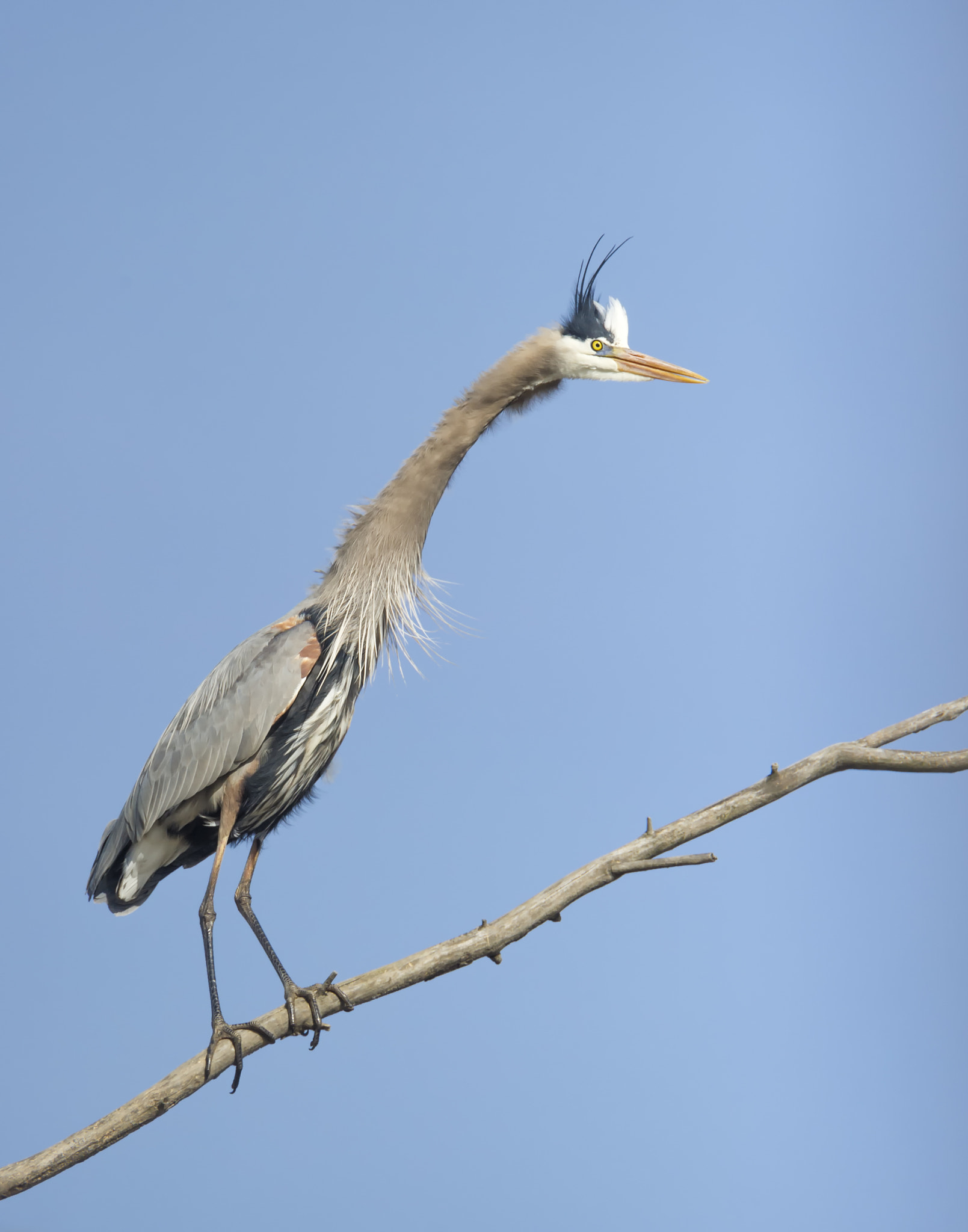 Nikon D3S + Nikon AF-S Nikkor 600mm F4G ED VR sample photo. Excited... photography