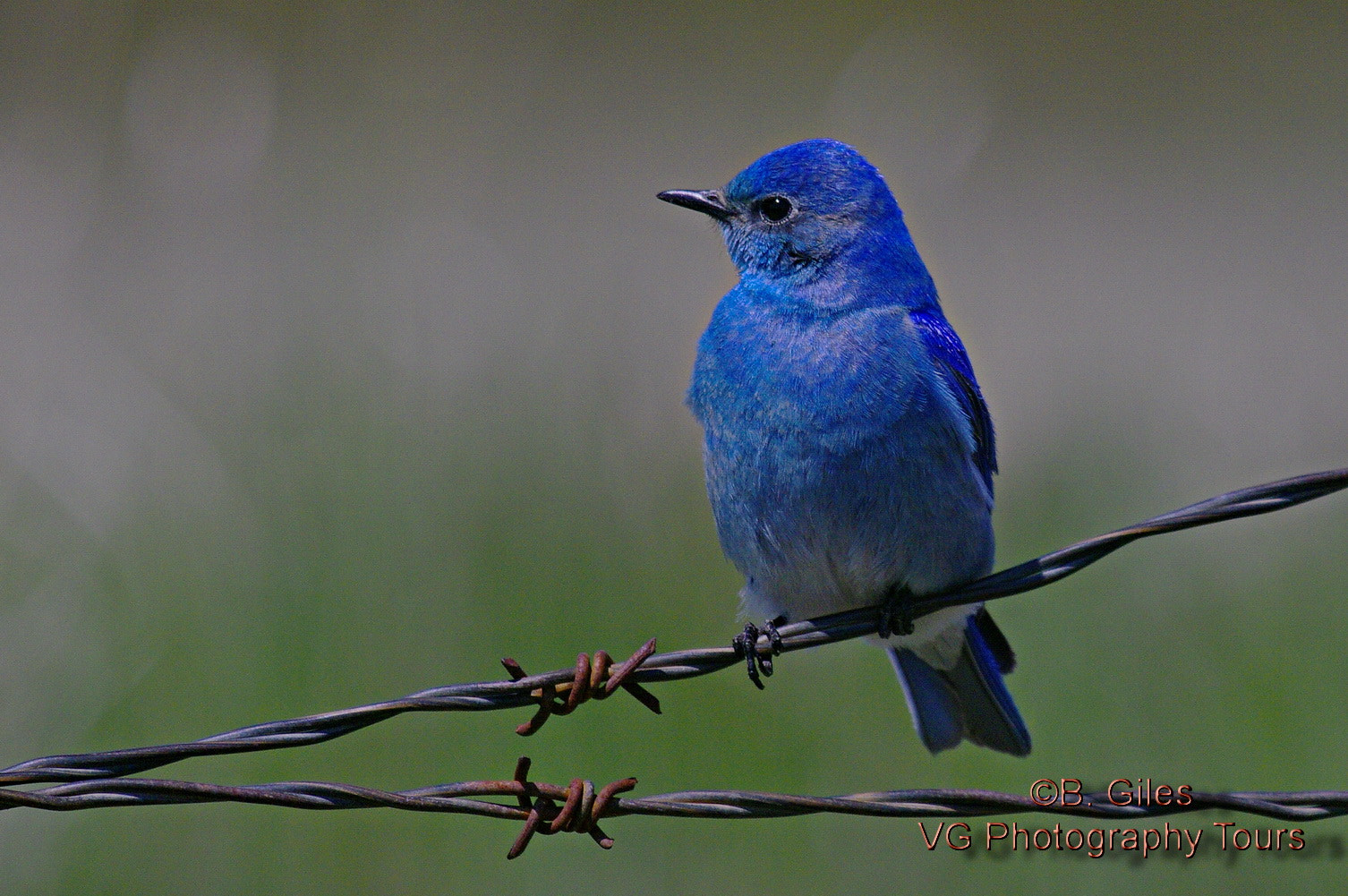 Pentax K20D sample photo. Mountain bluebird photography