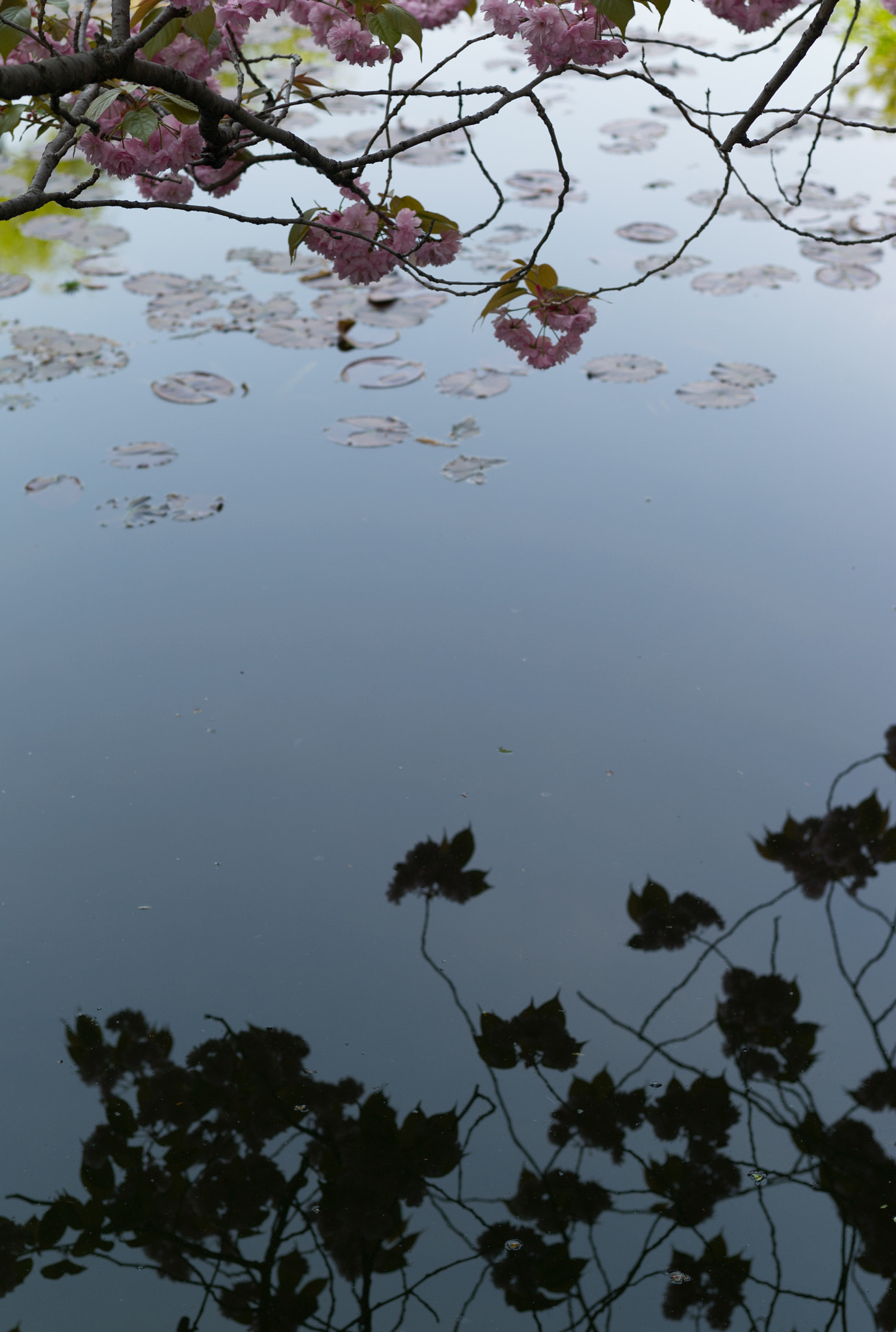 Summicron-M 50mm f/2 (IV, V) sample photo. Real and virtual photography