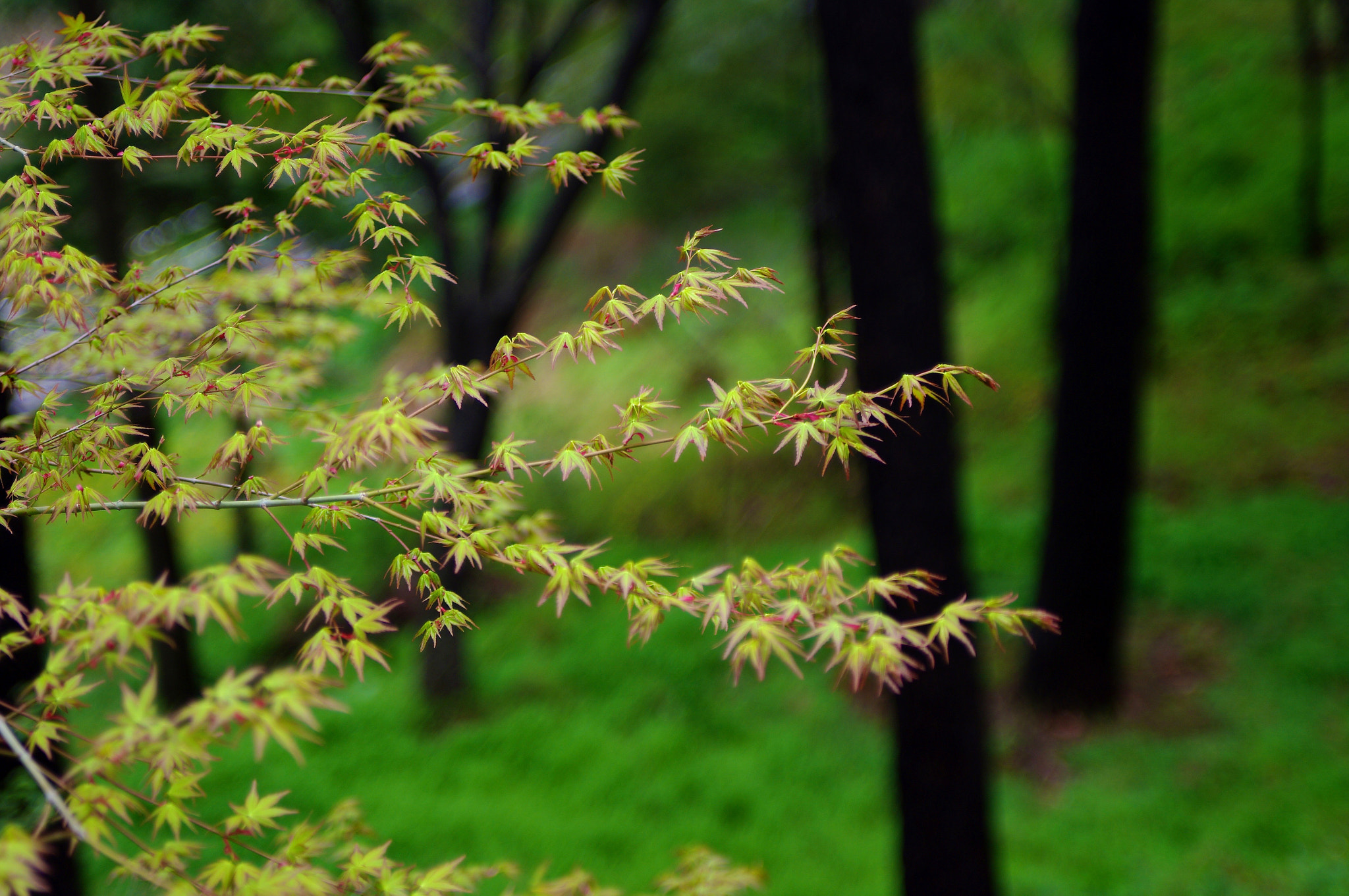 smc PENTAX-FA* 28-70mm F2.8 AL sample photo. Untitled photography